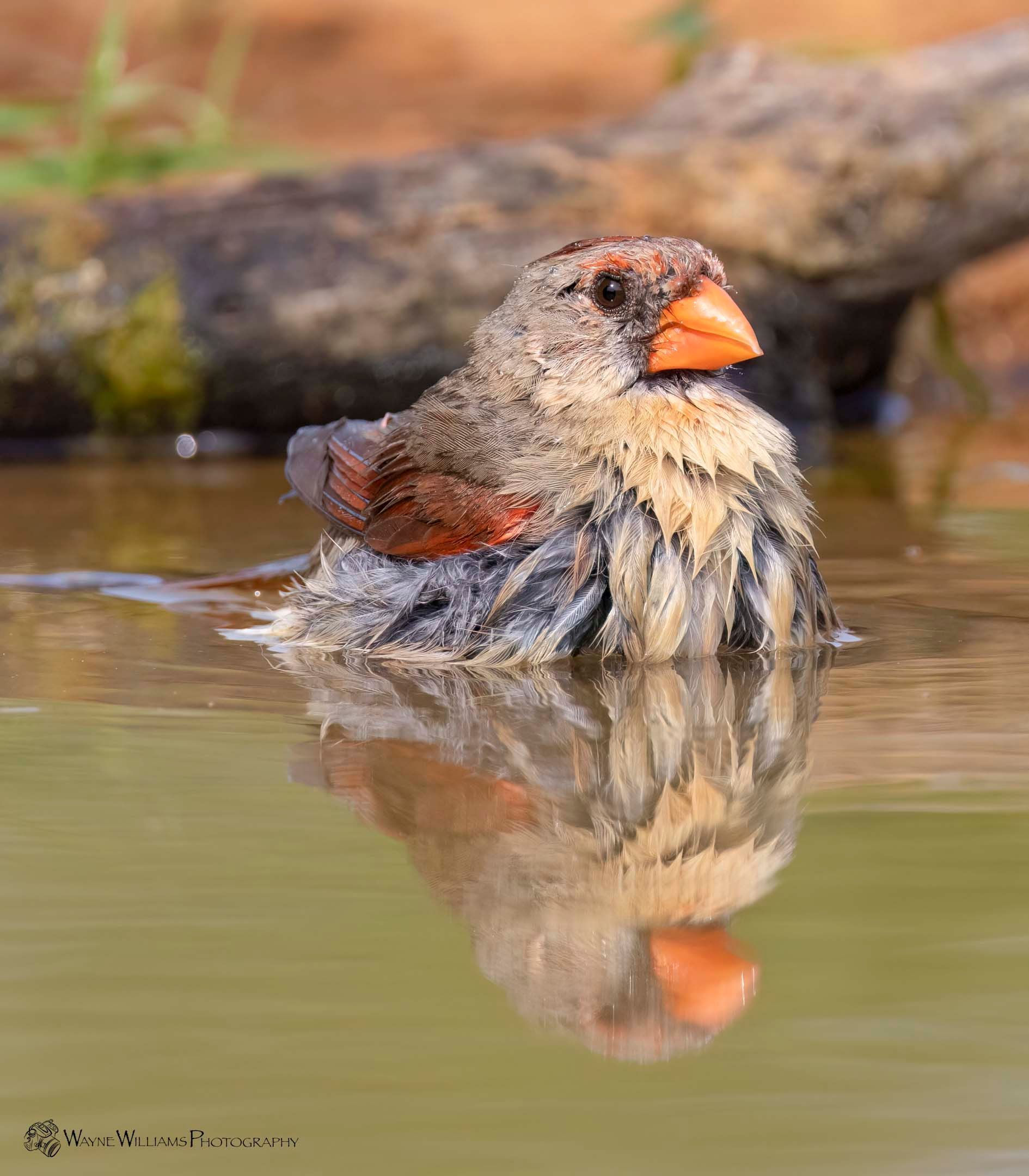 A bird is swimming in a pond with its reflection in the water.