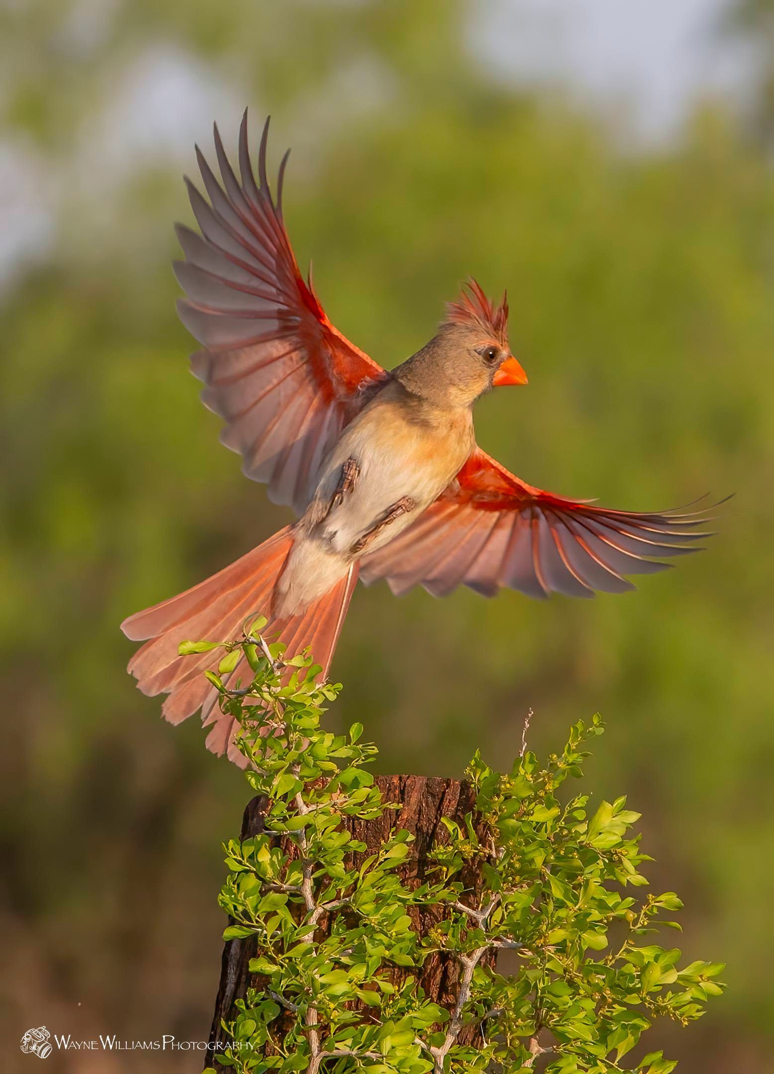 A bird is sitting on top of a tree branch with its wings spread.