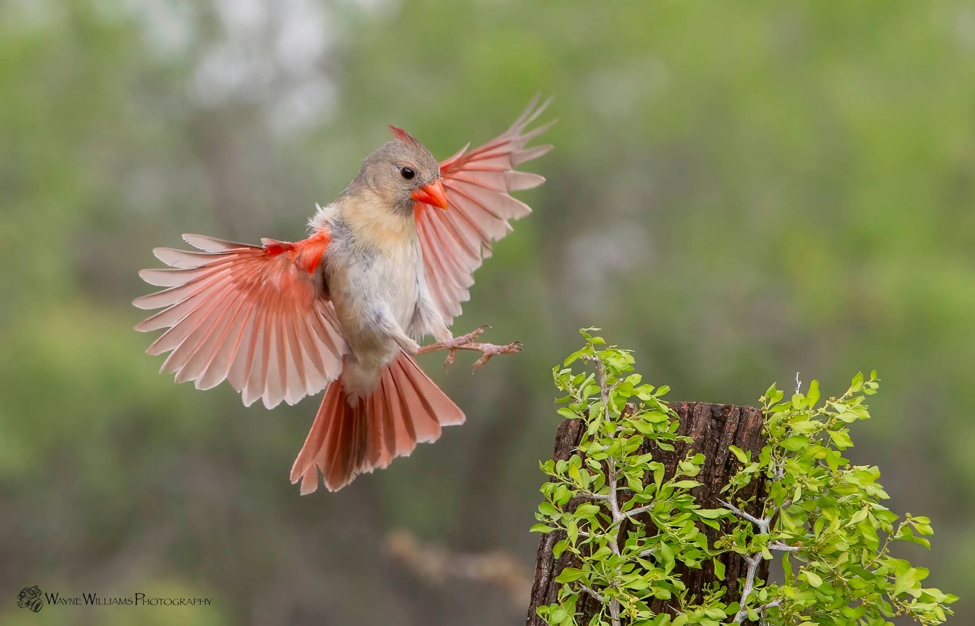 A small bird is flying over a tree stump.