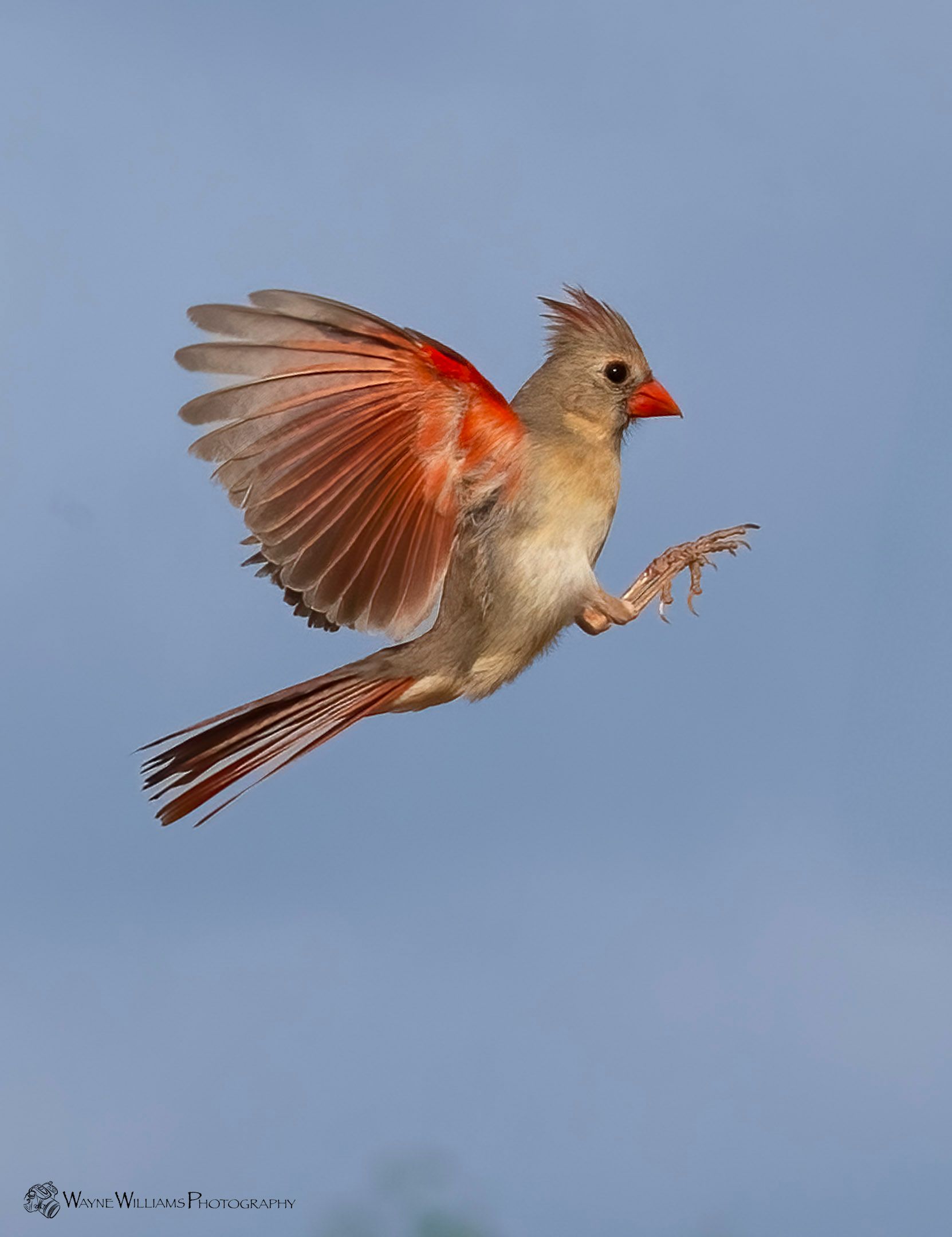 A bird with a red beak is flying in the sky