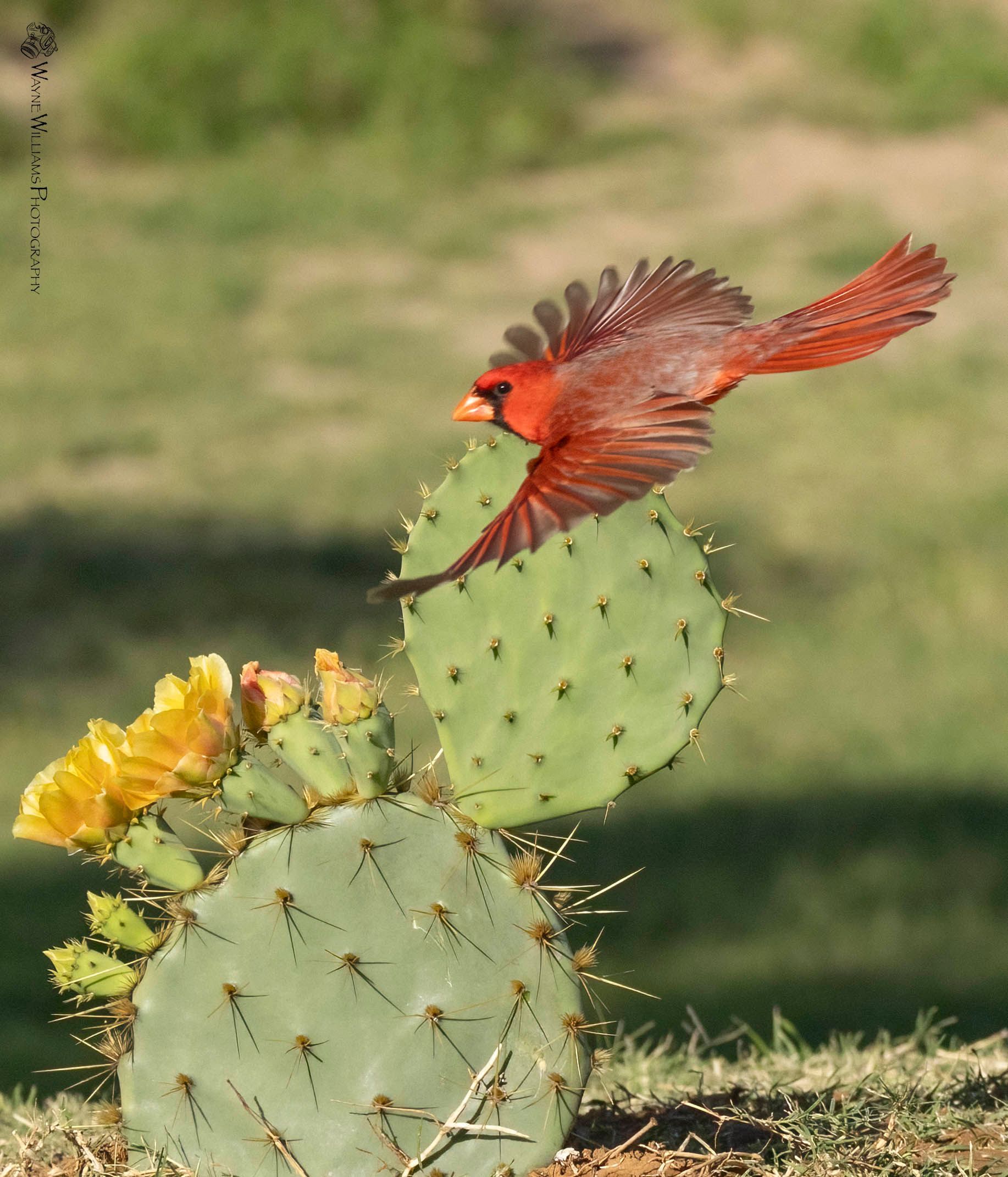 A bird is flying over a cactus with yellow flowers