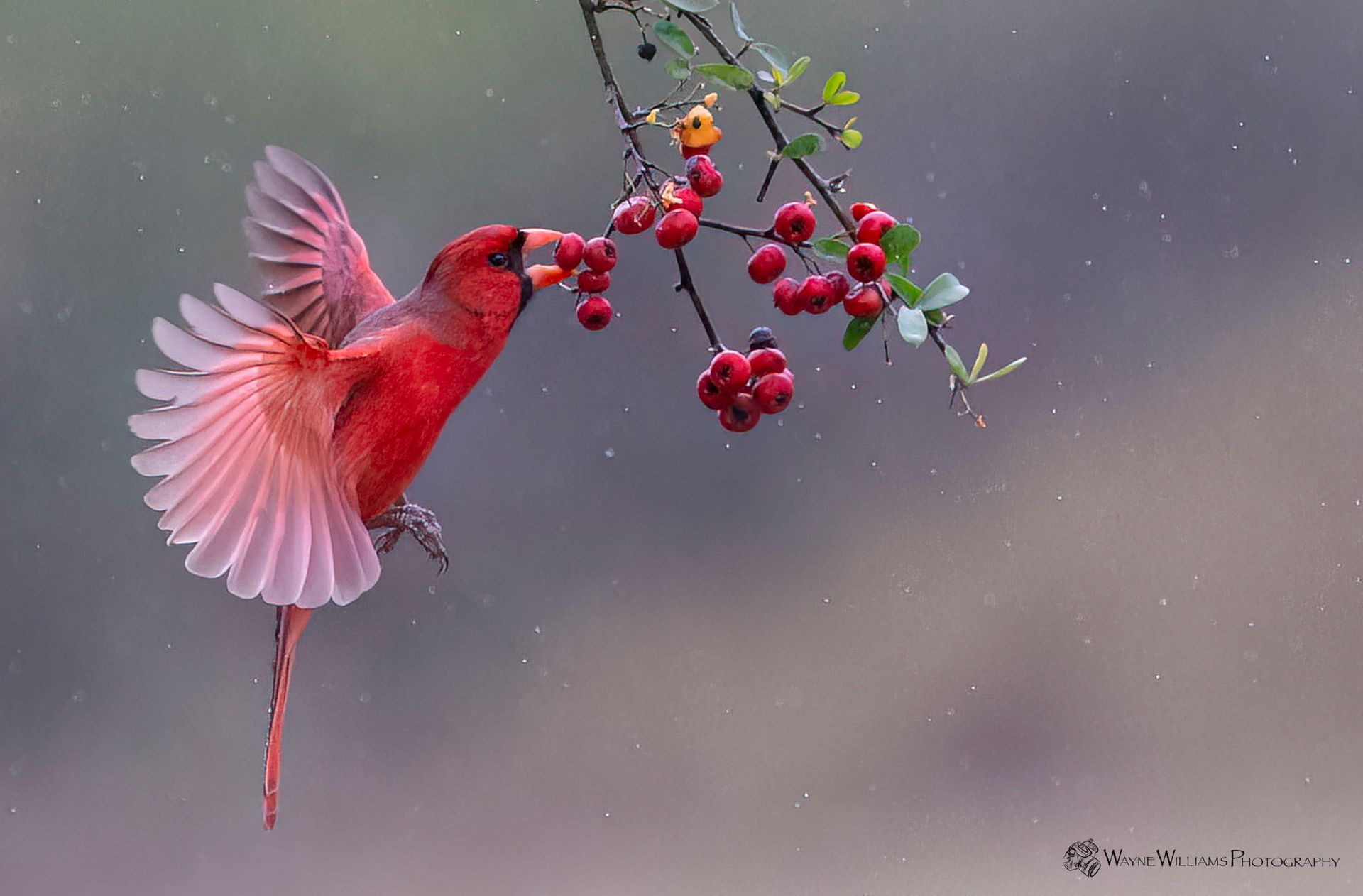 A red bird is eating berries from a tree branch.