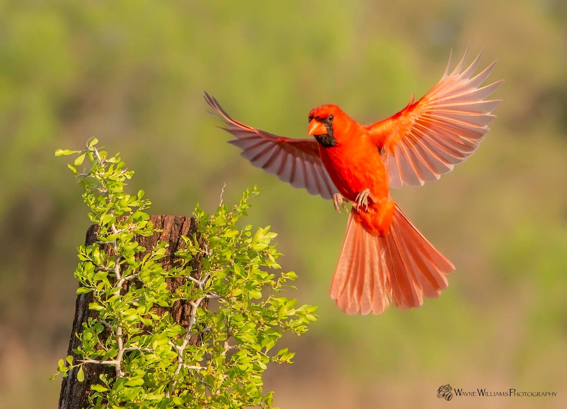 A red bird is flying over a tree branch.