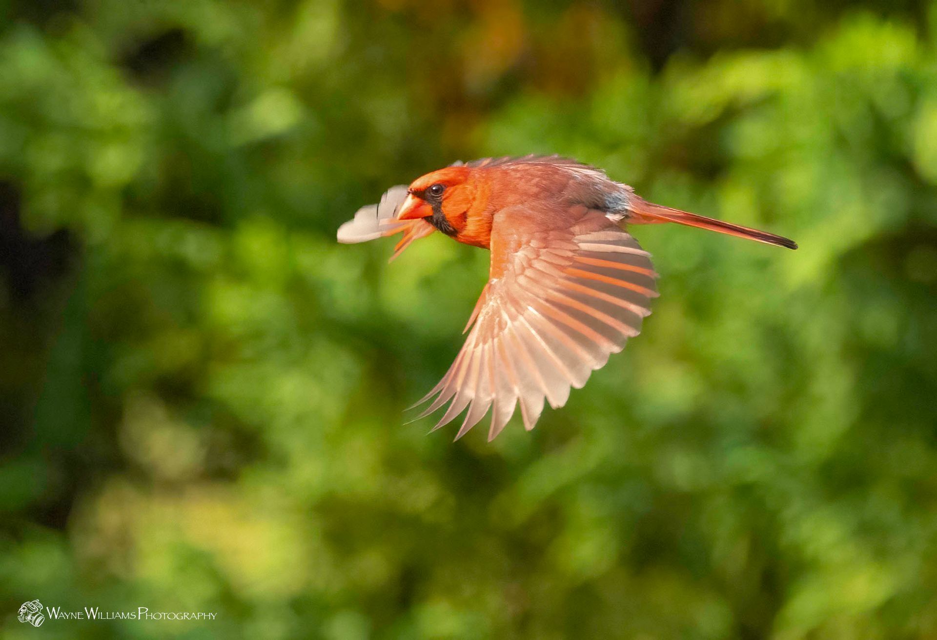 A red bird is flying in the air with its wings spread.