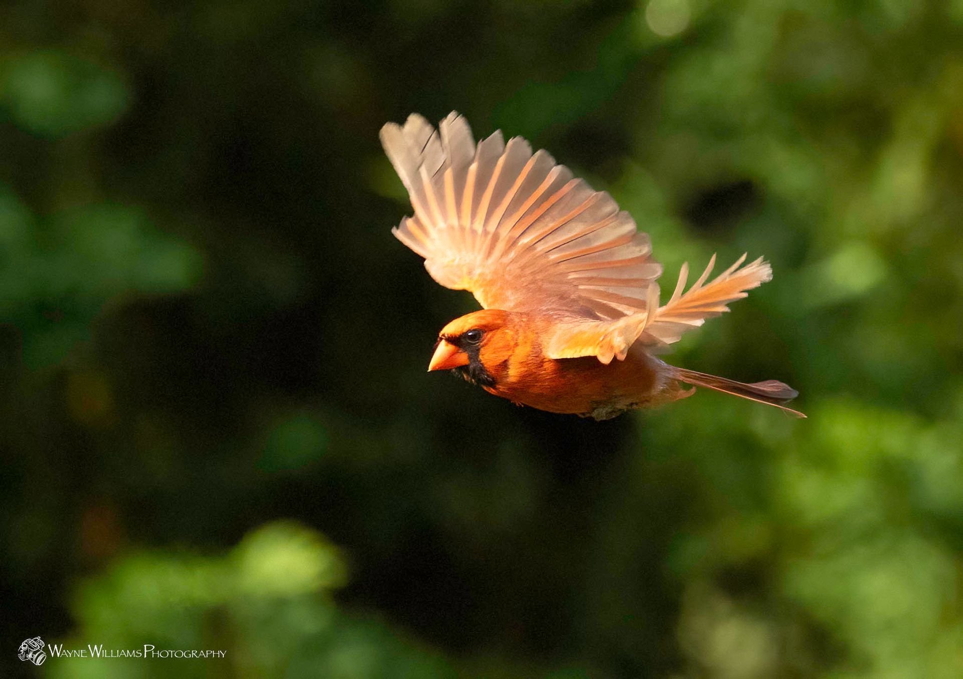 A bird is flying through the air with its wings spread.