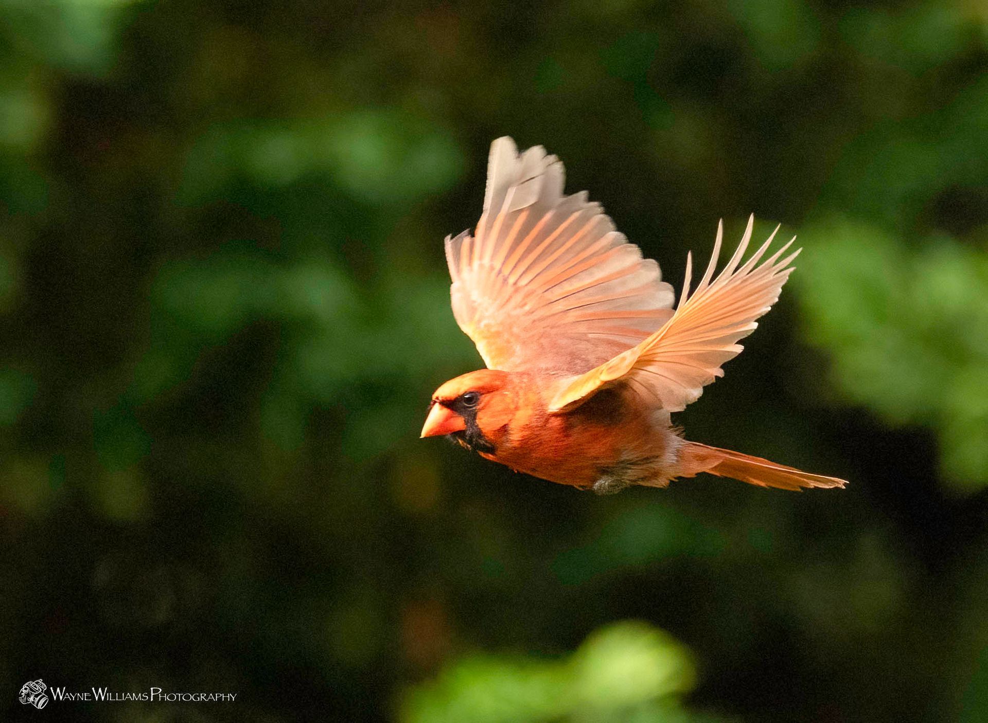 A red bird is flying in the air with its wings spread