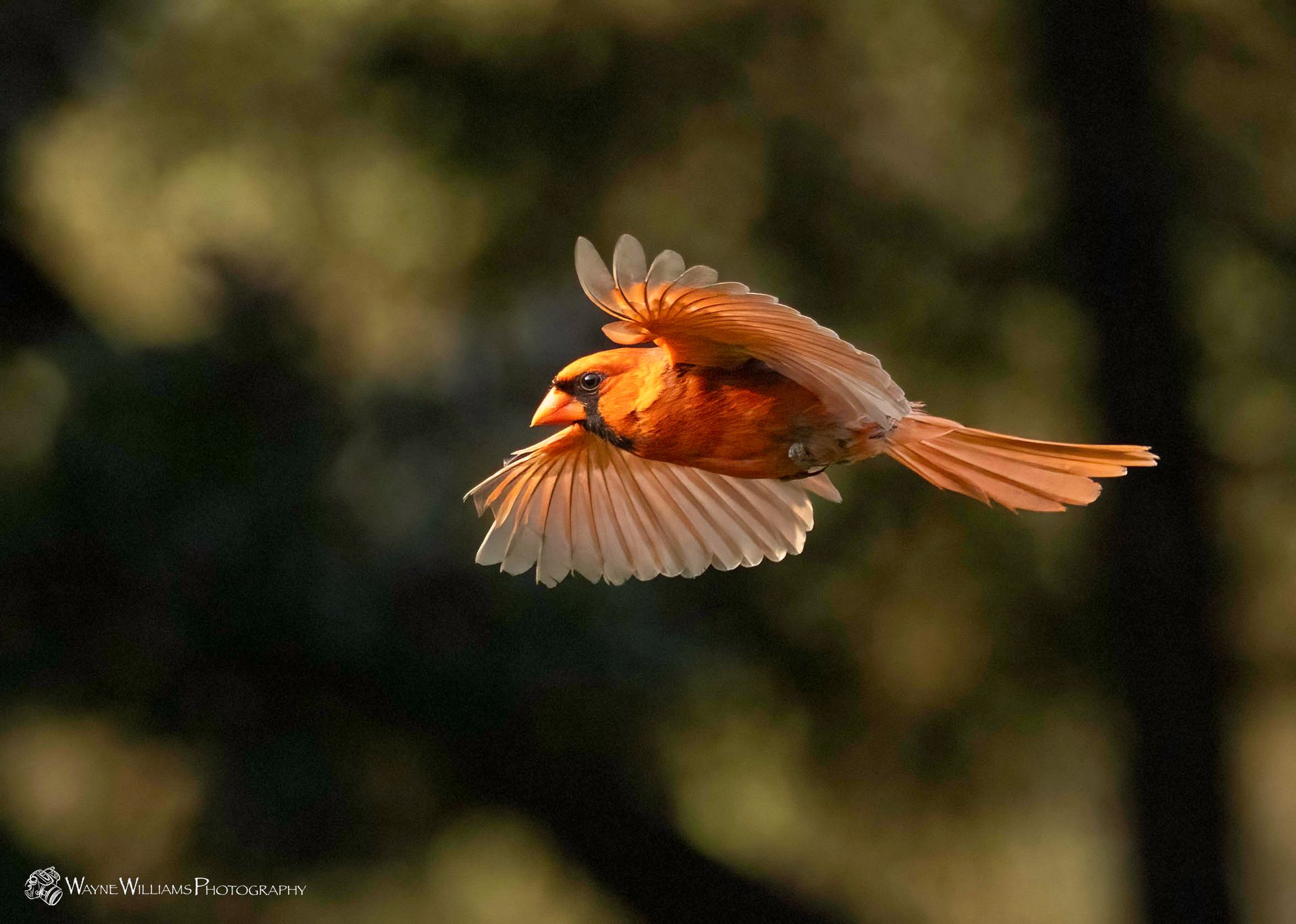 A bird is flying in the air with its wings spread