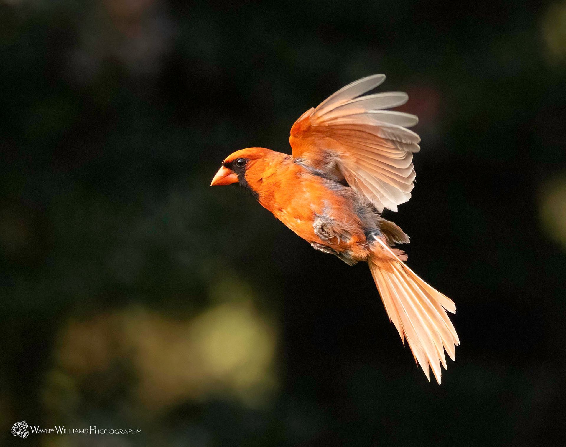 An orange bird is flying in the air with its wings spread