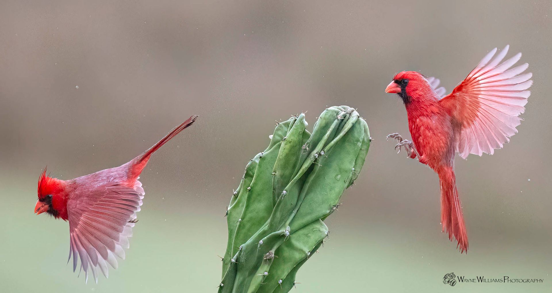 Two red cardinals are flying over a cactus.