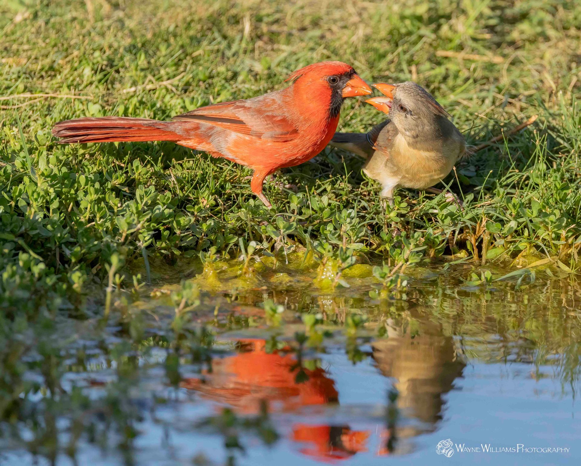 Two cardinals are standing next to each other in the grass near a pond.