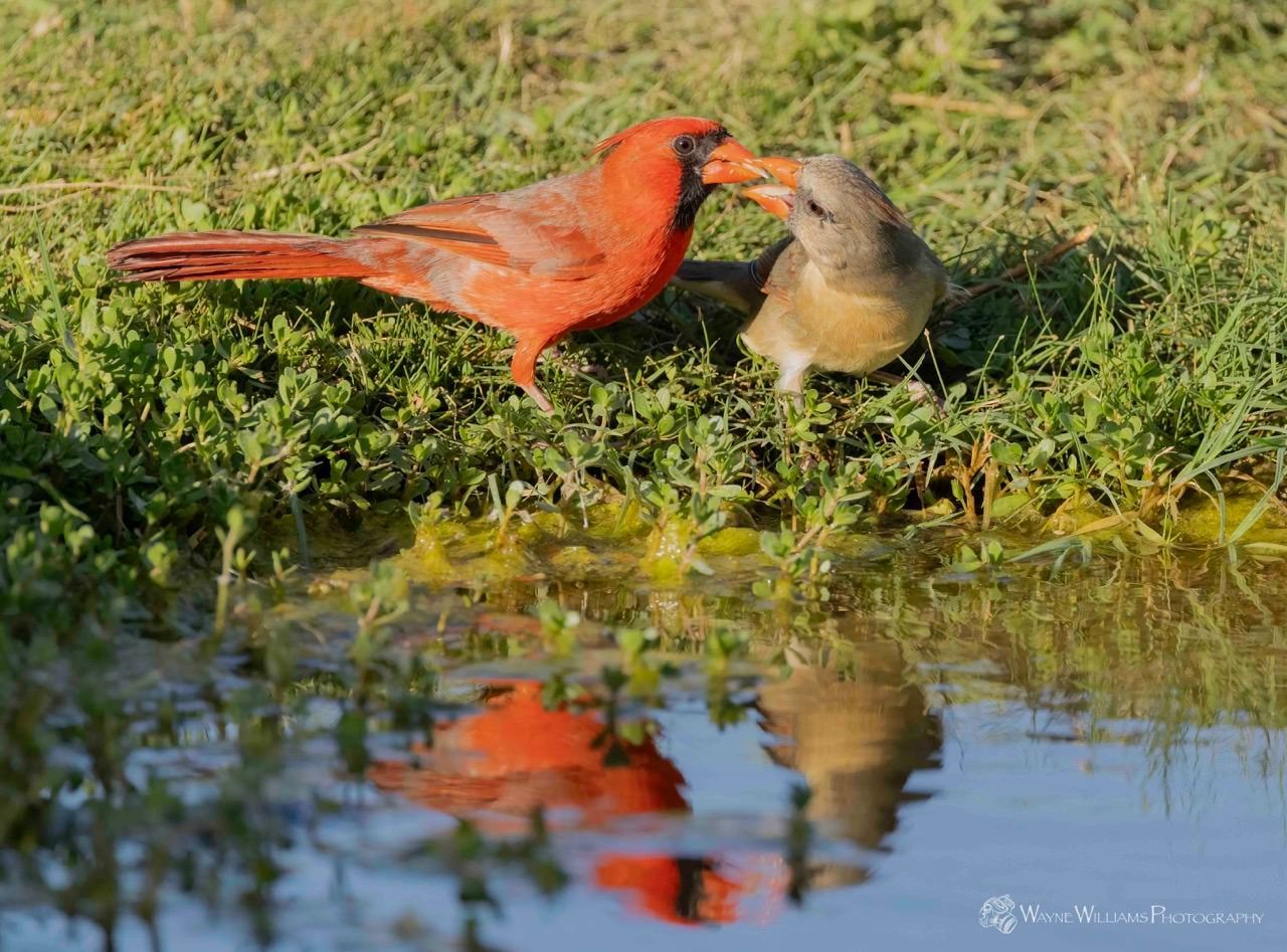 Two birds are drinking water from a pond.