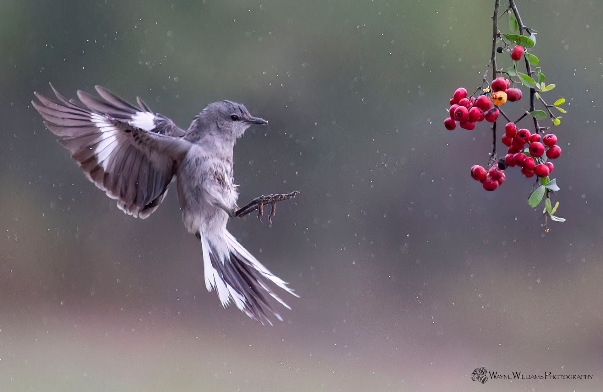 A bird is flying next to a branch of red berries.