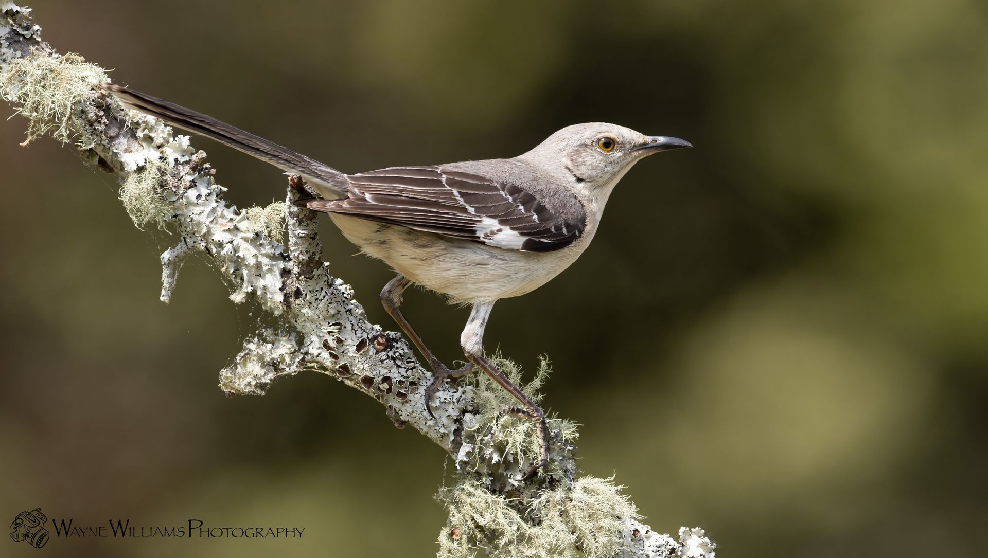 A small bird perched on a branch with lichen.