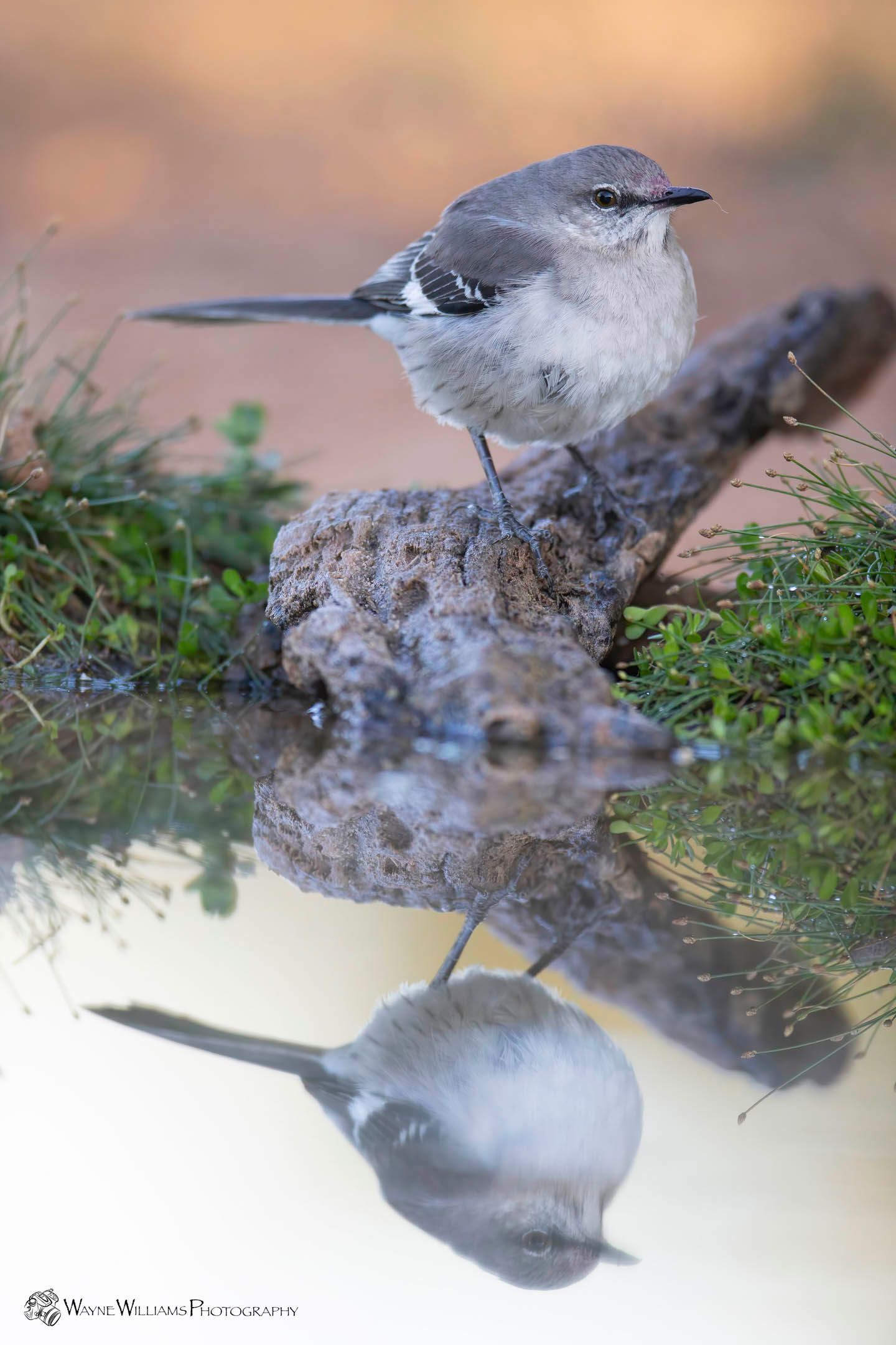 A small bird is perched on a branch next to a body of water.