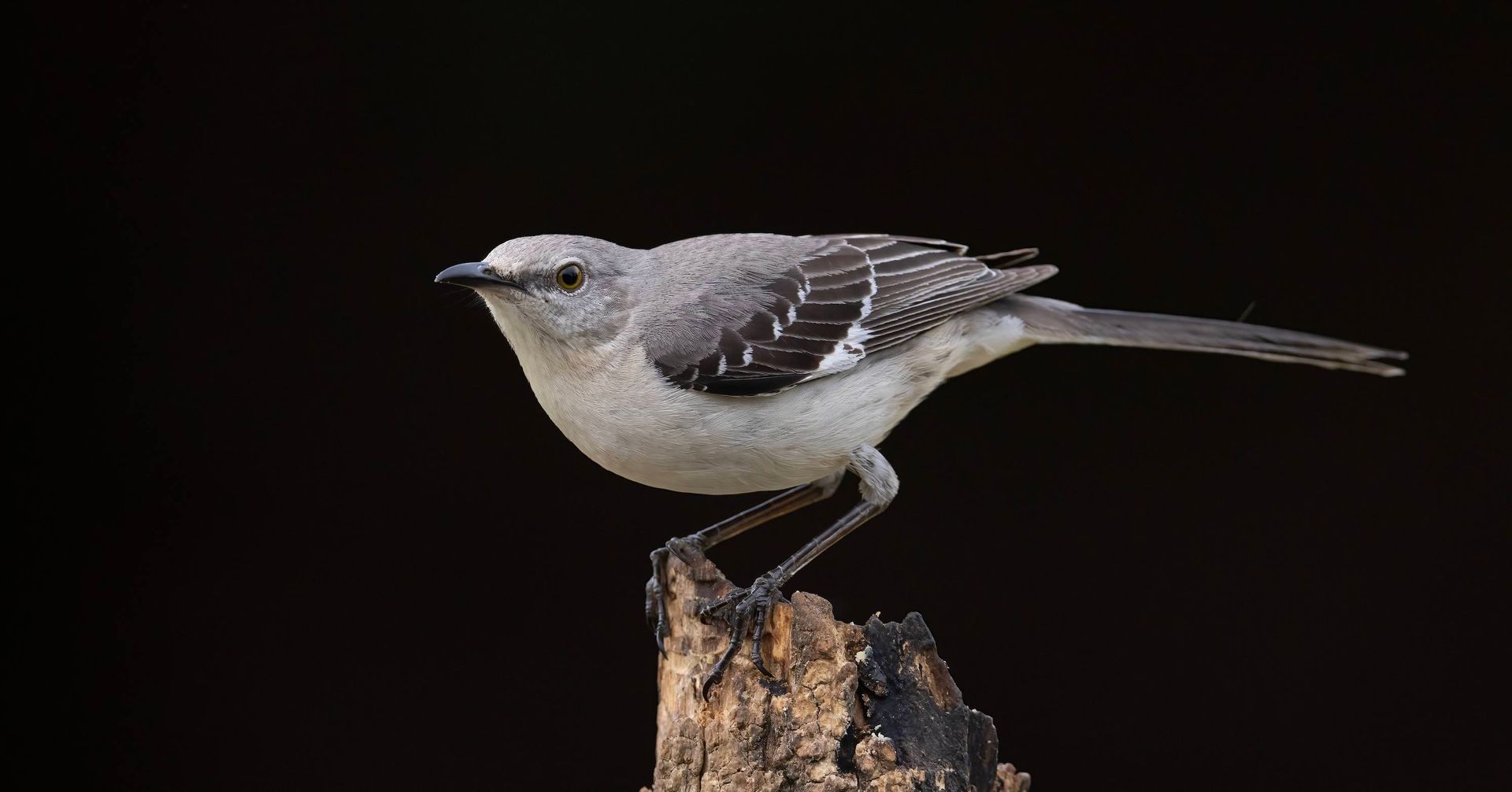 A small bird perched on top of a tree stump.