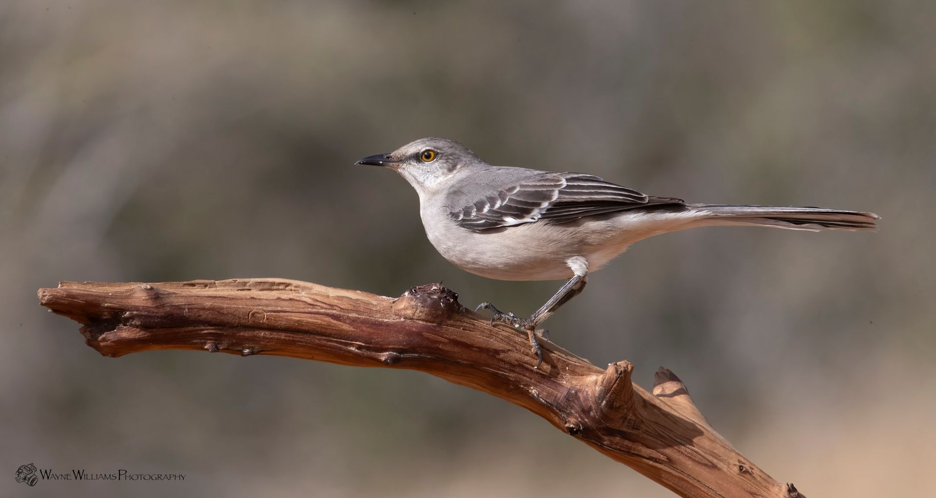 A small bird perched on a tree branch.