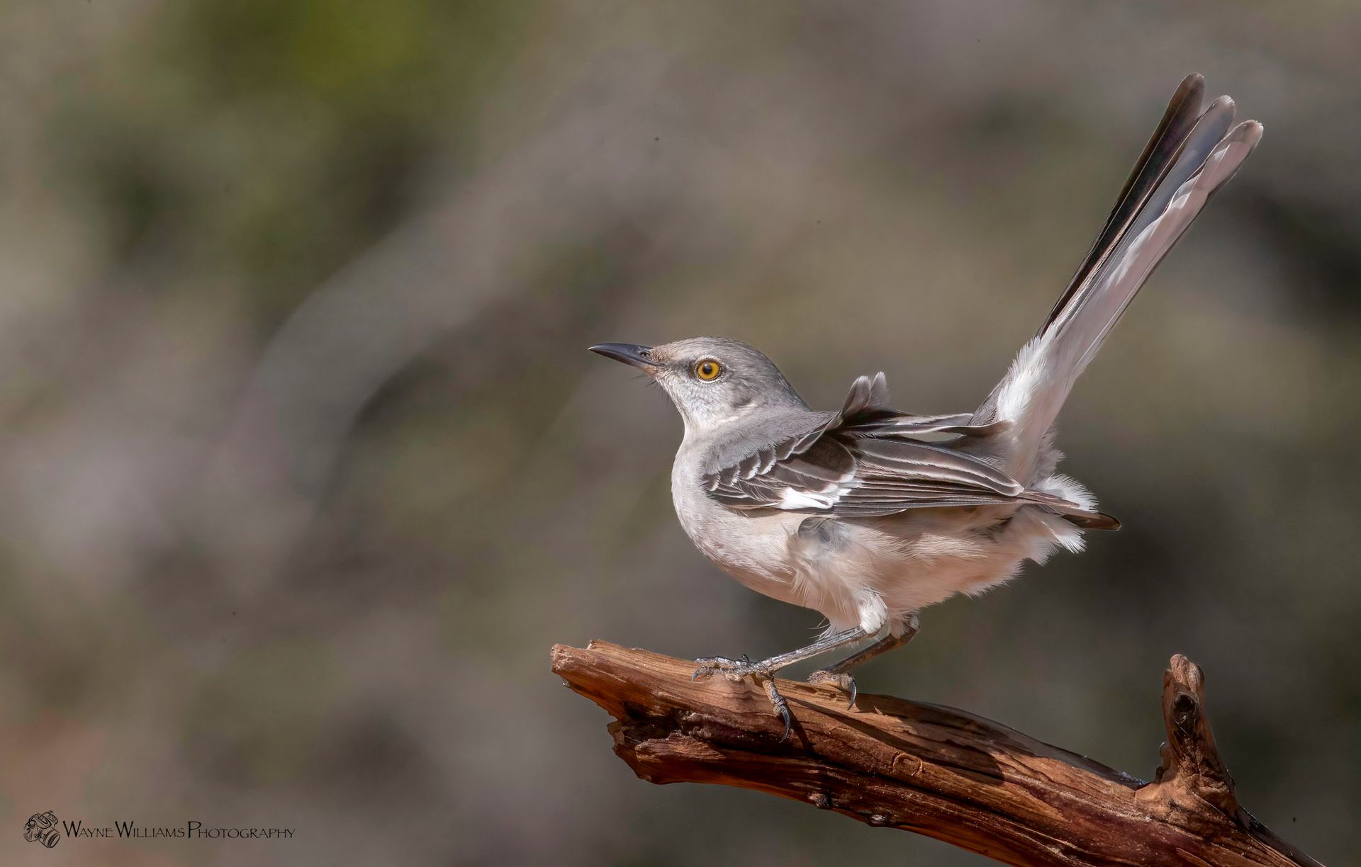 A small bird is perched on a tree branch.