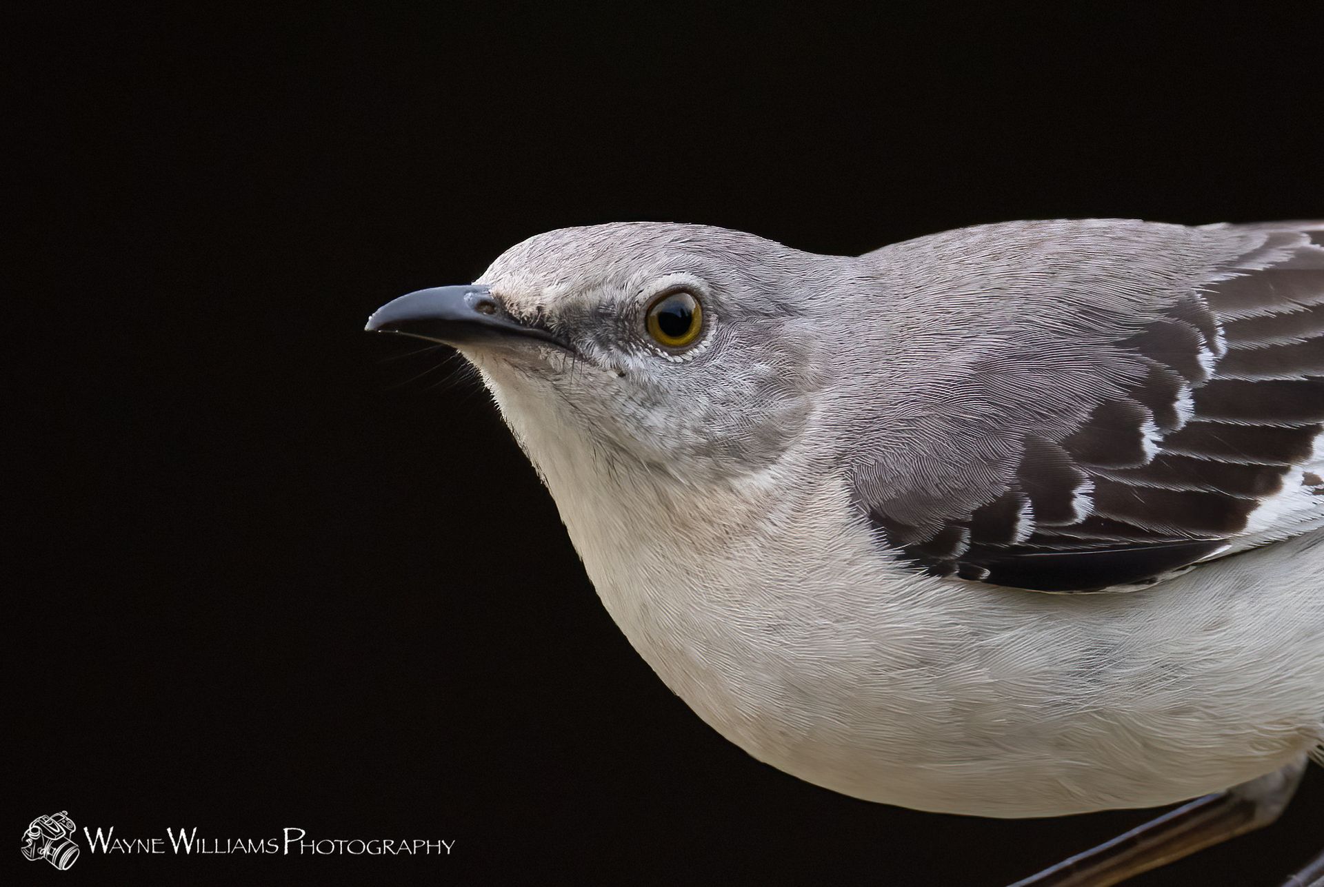 A close up of a bird with a black background