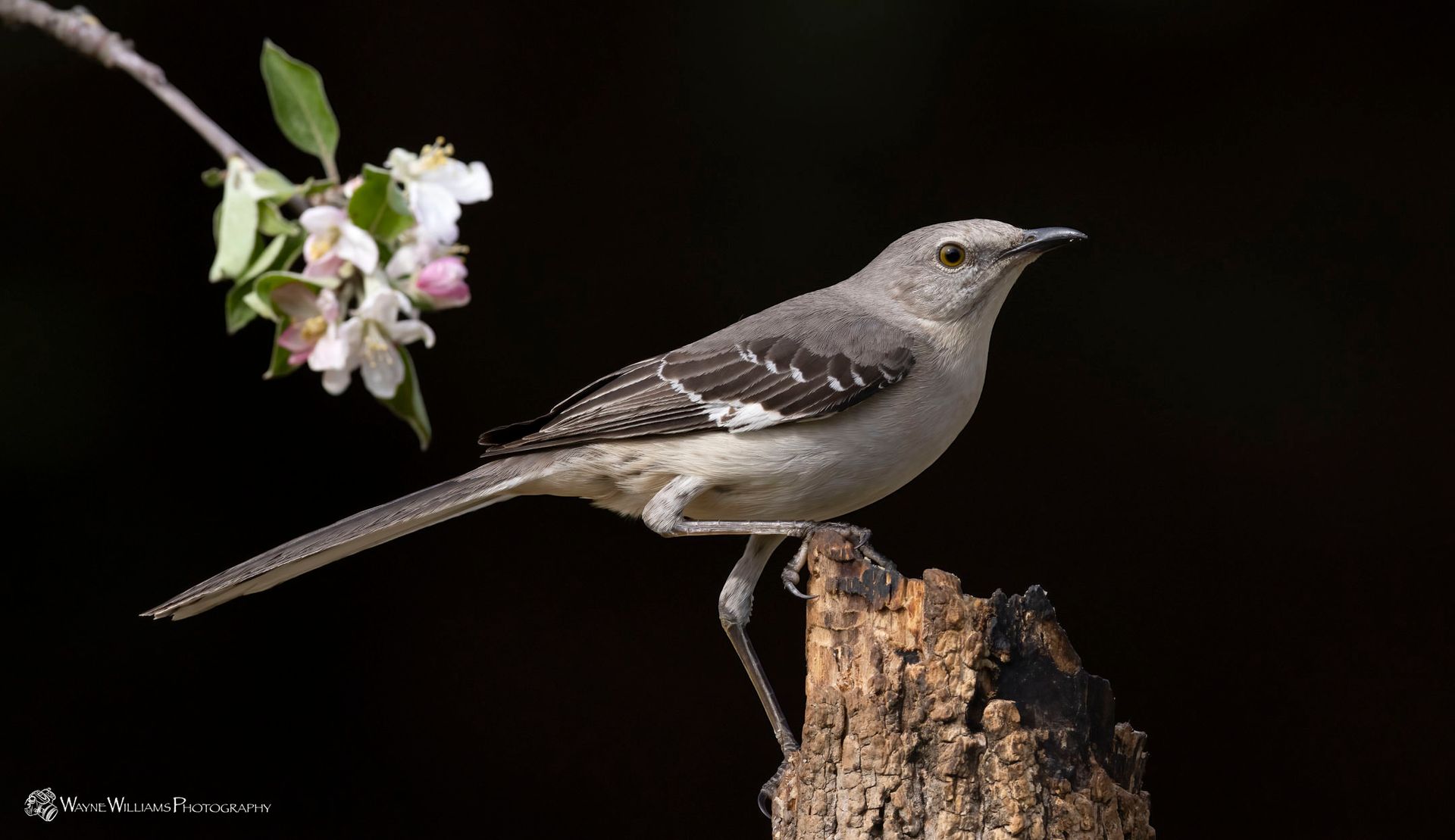 A small bird perched on a tree stump next to a flower.