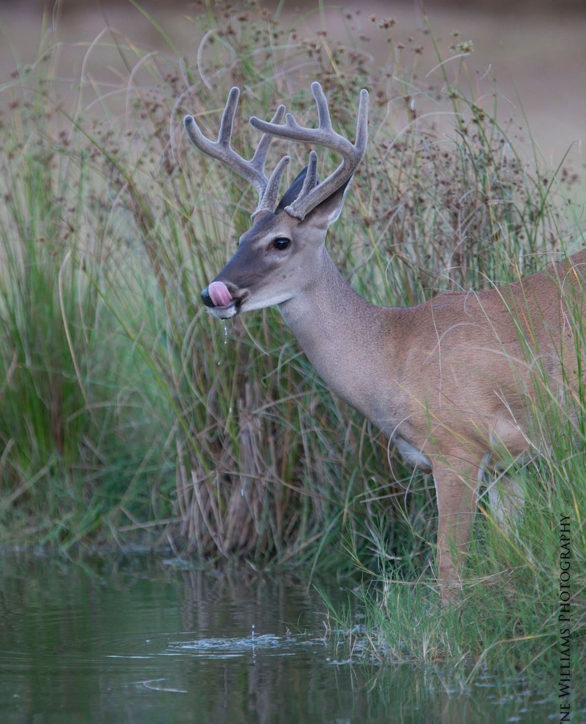 A deer is drinking water from a pond.