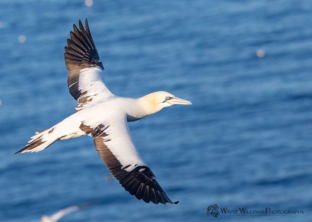 A white and brown bird is flying over the ocean