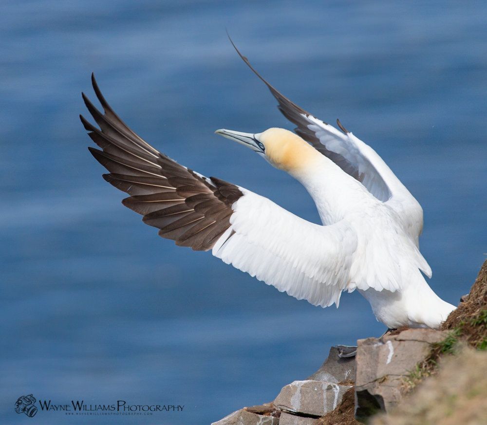 A white bird with brown wings is sitting on a rock near the ocean