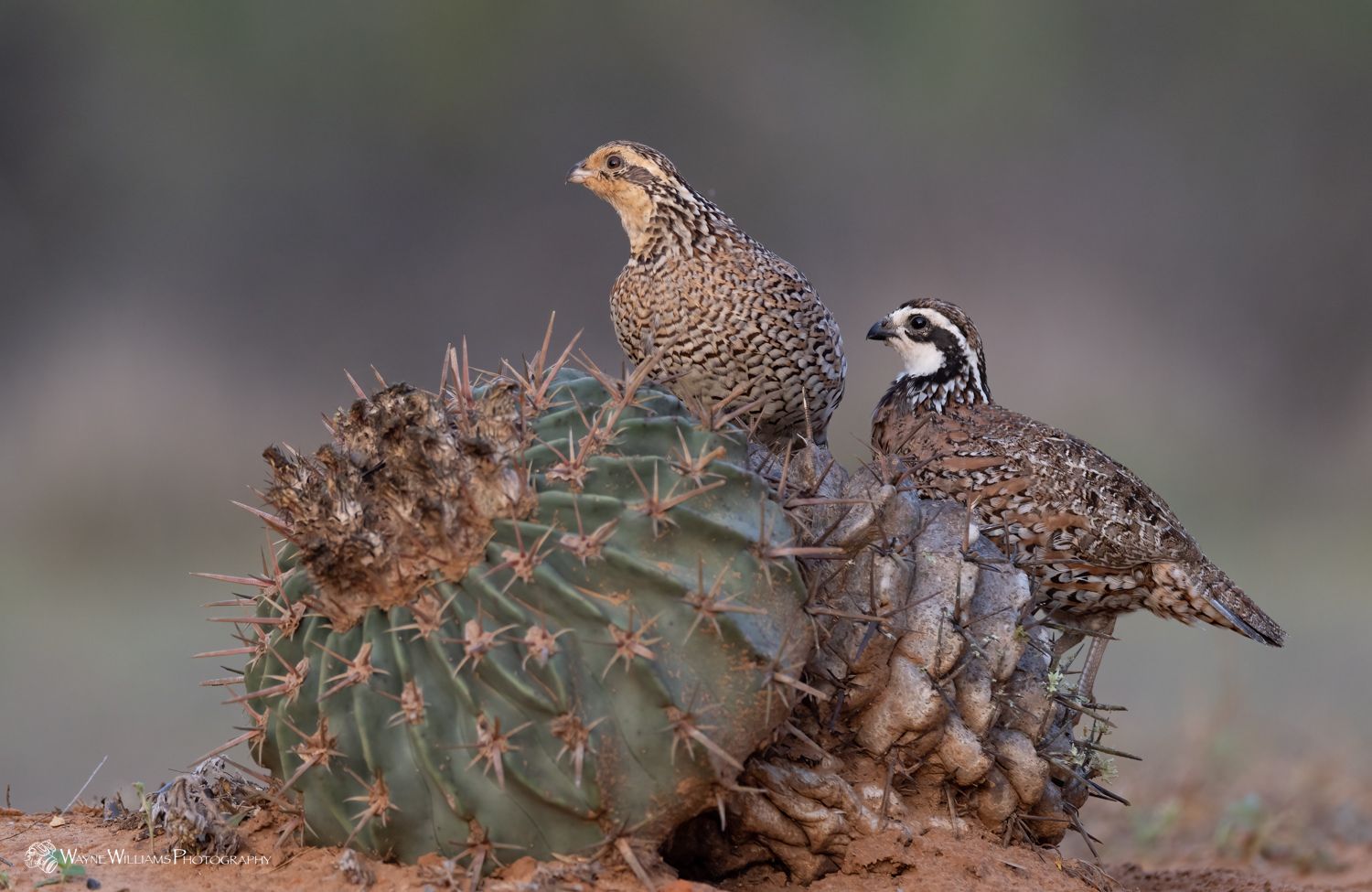 Two quail are perched on top of a cactus.