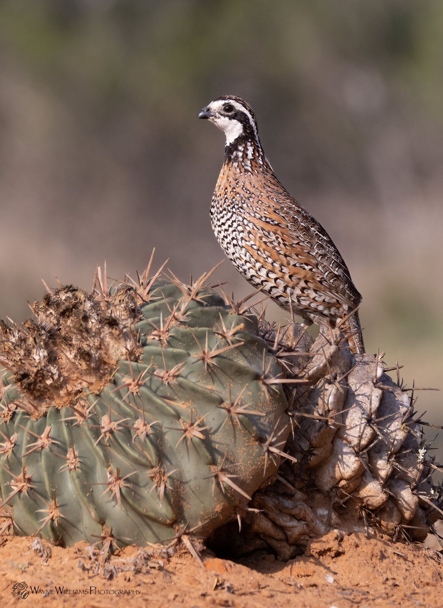 A quail perched on top of a cactus in the desert.