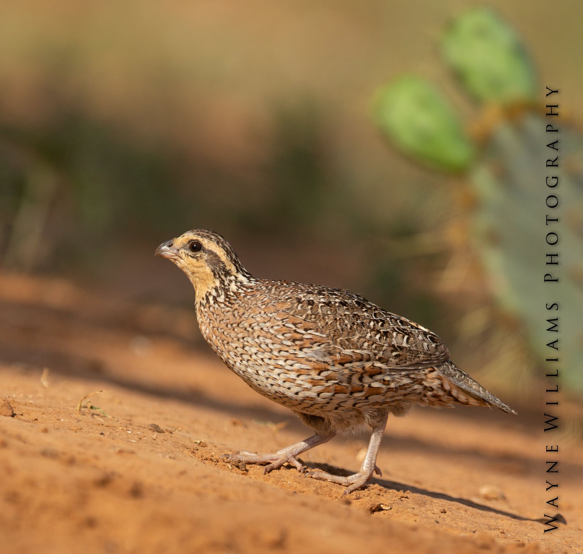 A small bird is standing on a dirt road with the words wayne williams photography on the bottom