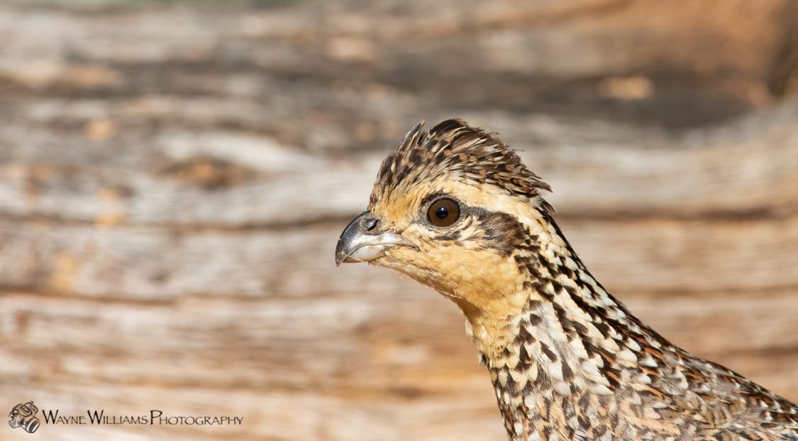 A close up of a bird 's head with a wooden background.