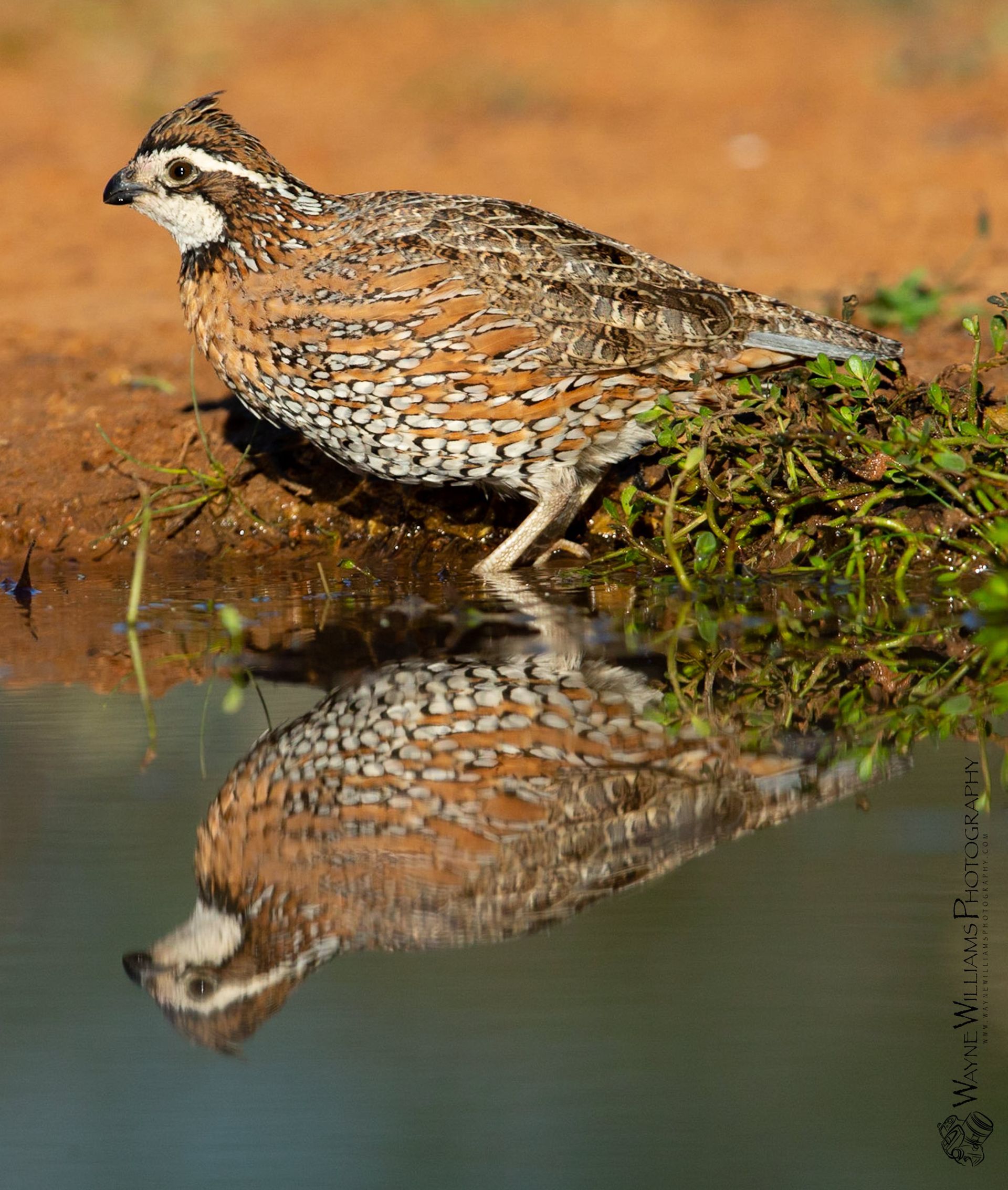 A quail is standing next to a body of water and its reflection is in the water.