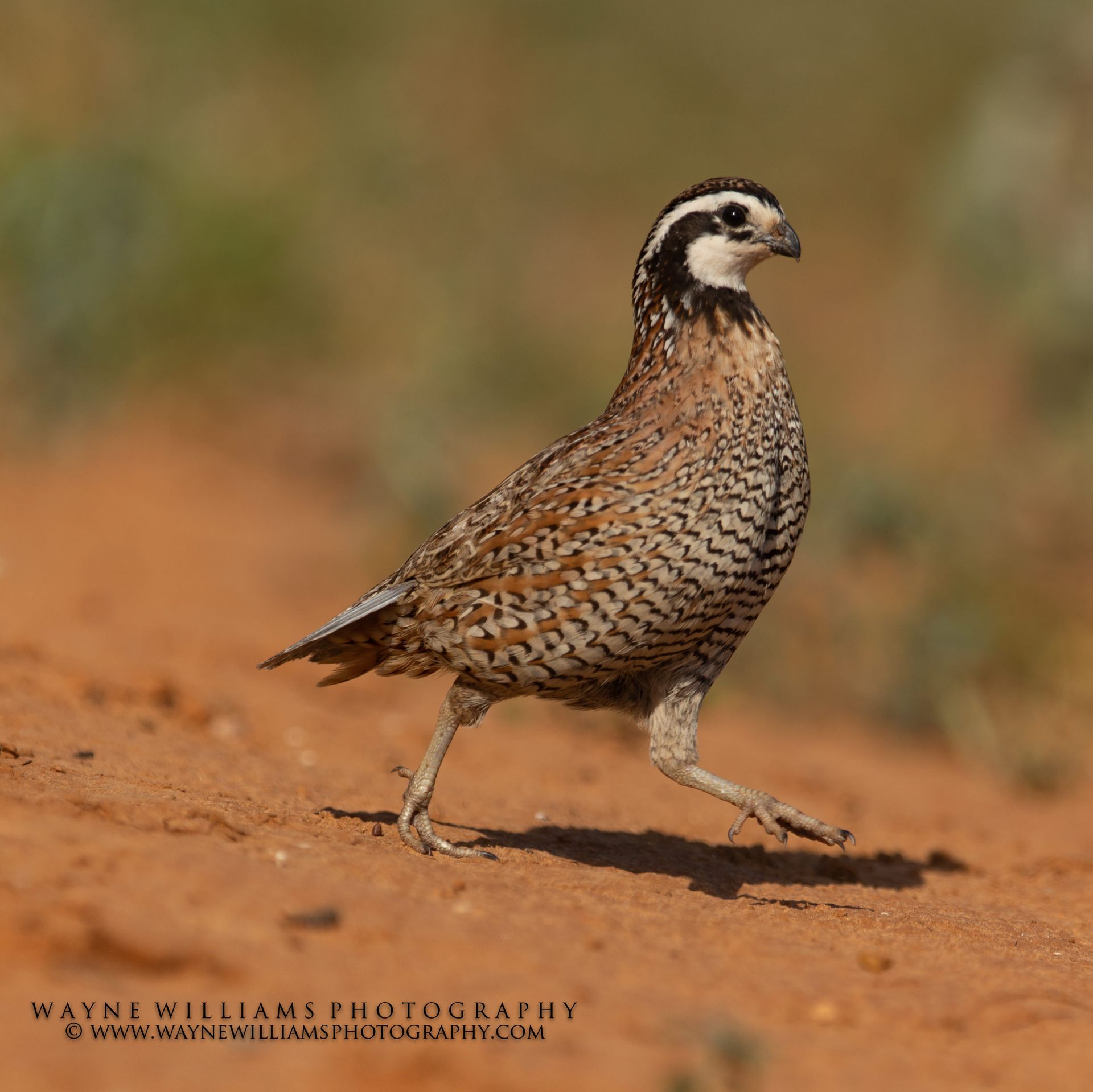 A quail is walking on a dirt road by wayne williams photography