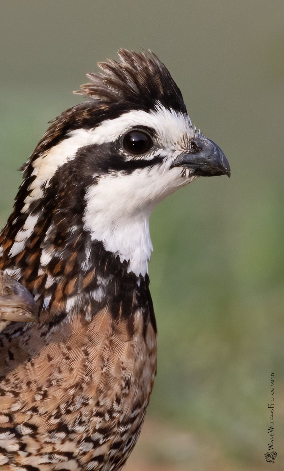 A close up of a quail 's head with a green background.