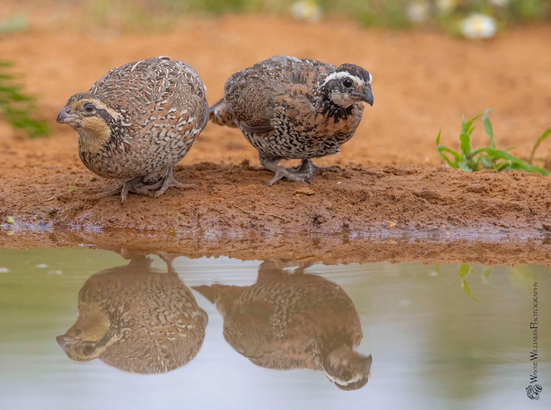 Two quail are standing next to a body of water.