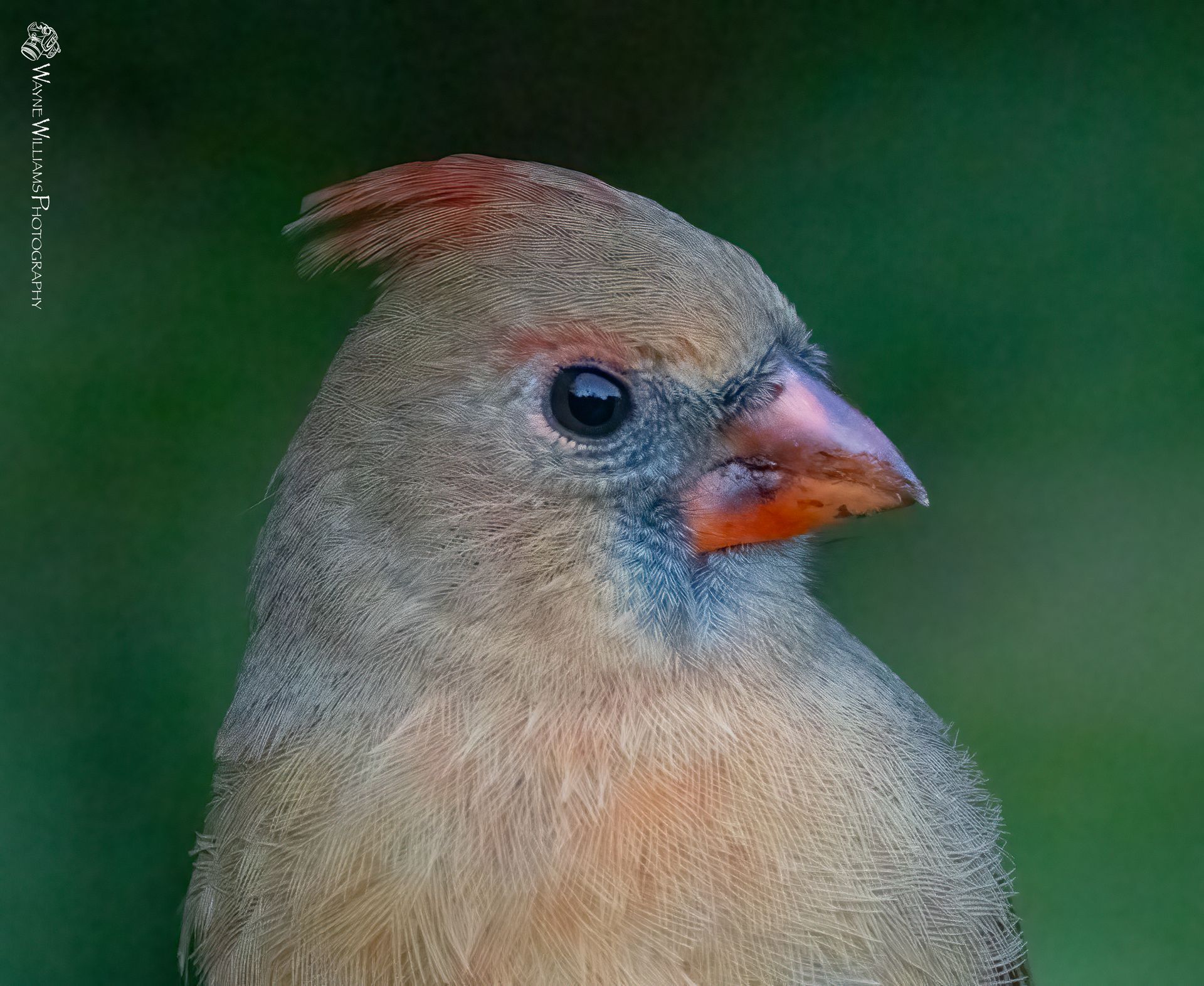A close up of a bird 's head with a green background