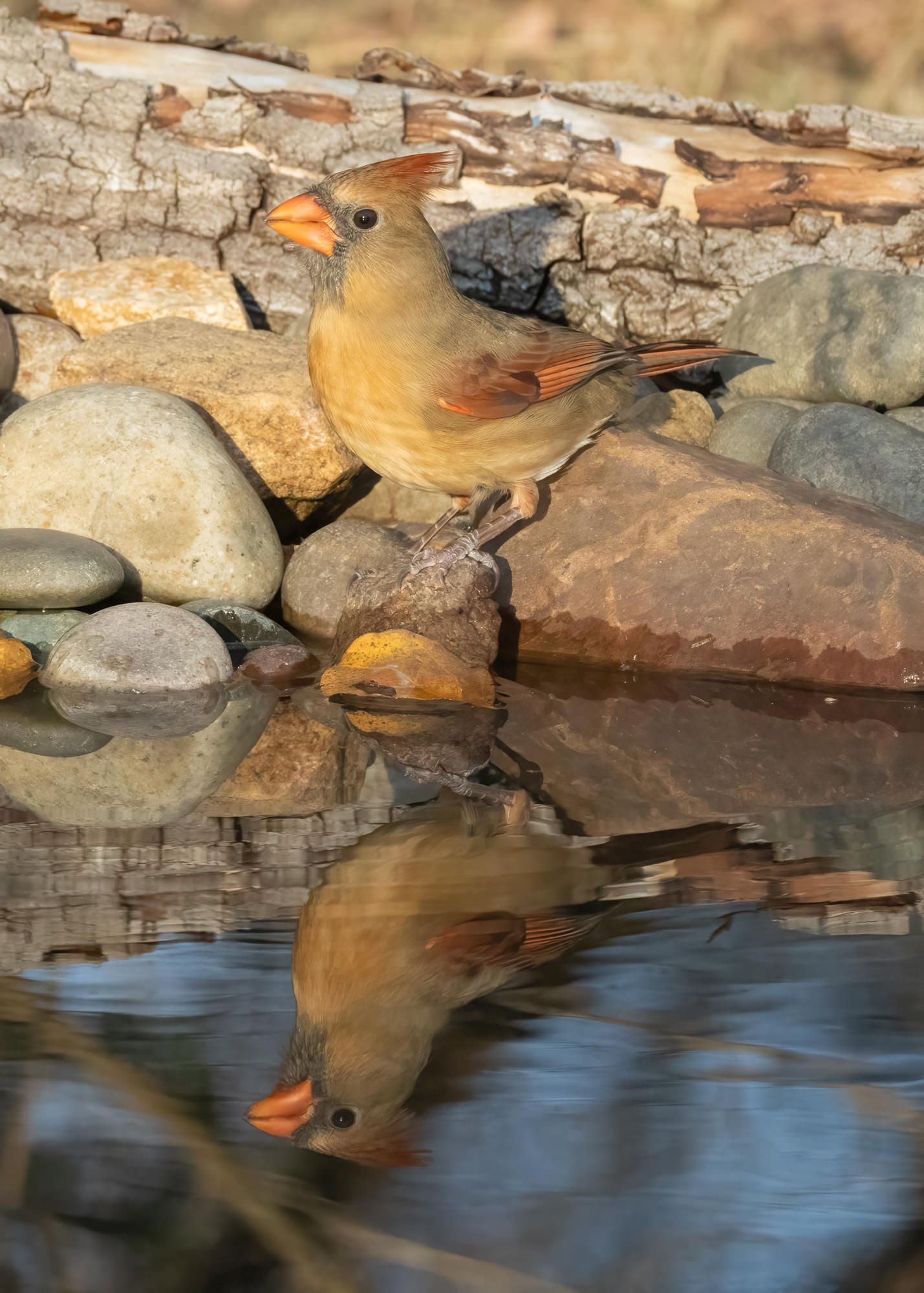 Two birds are standing on a rock near a body of water.