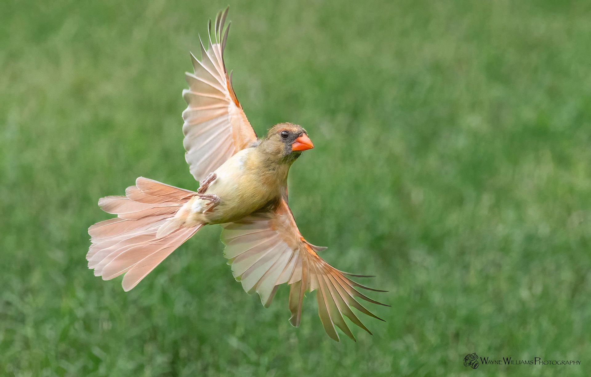 A bird is flying in the air with its wings spread.