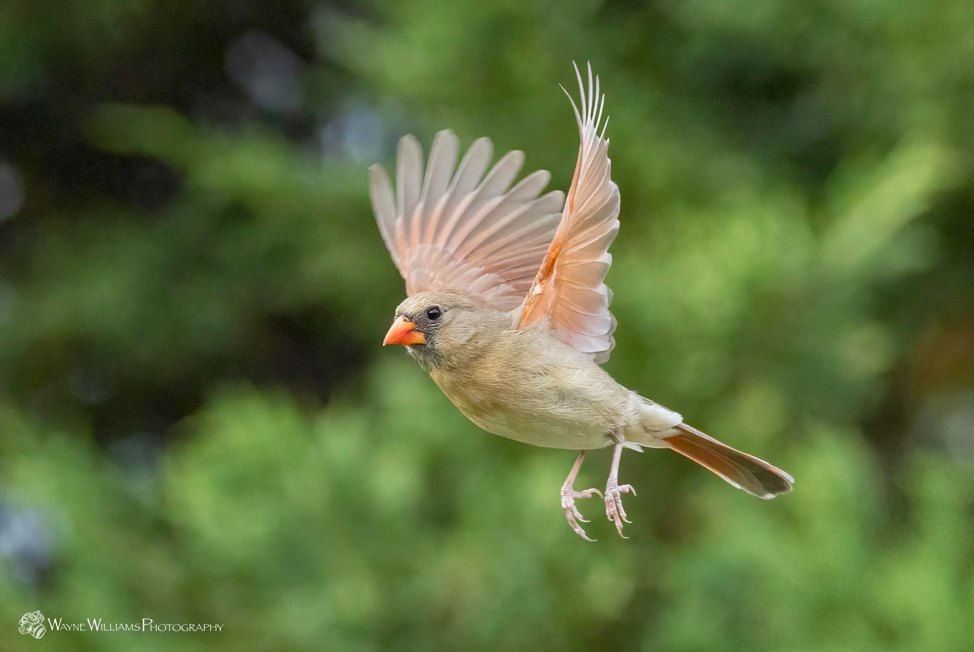 A small bird is flying in the air with its wings spread.