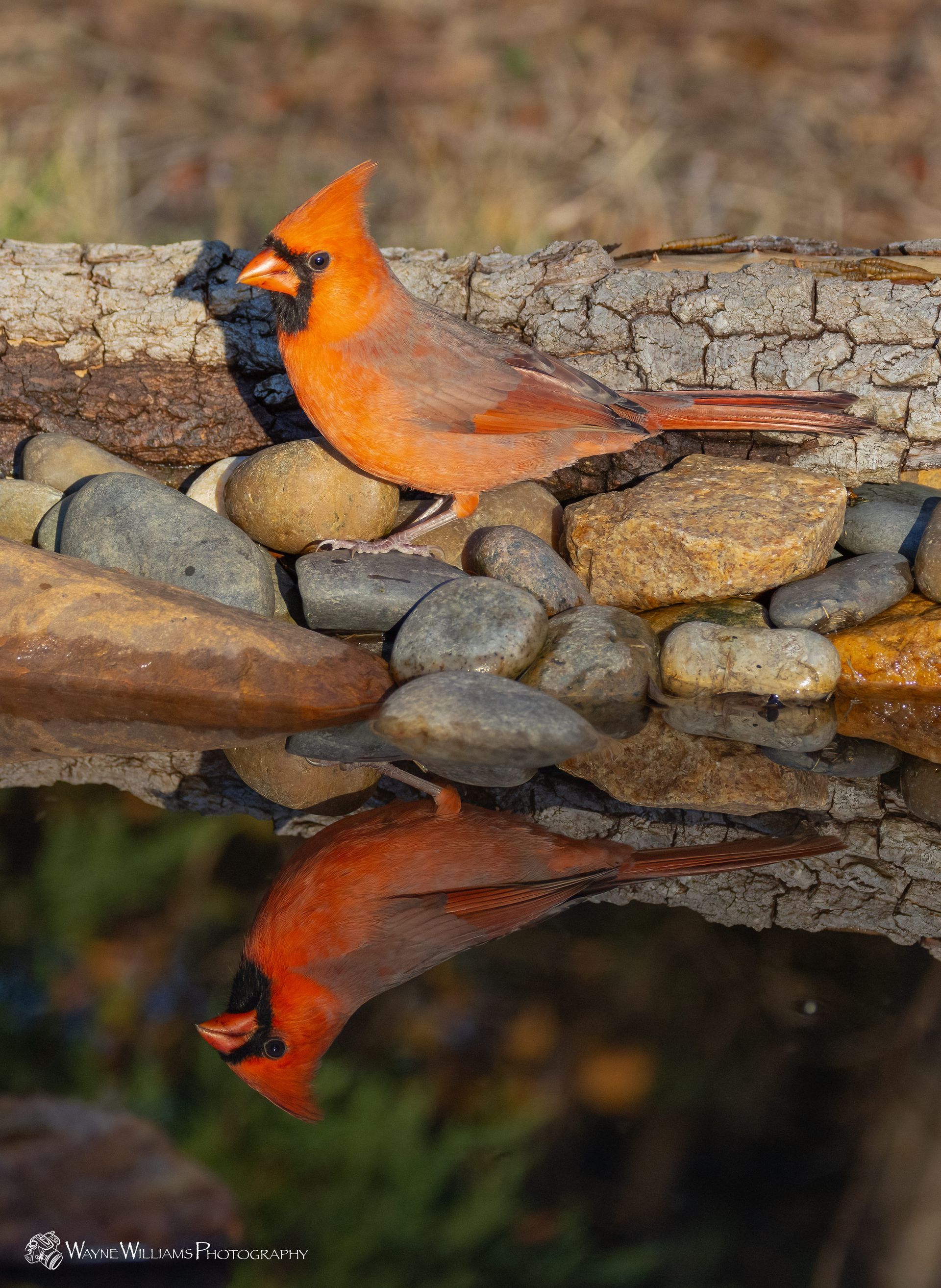 Two cardinals are perched on a tree branch near a pond.