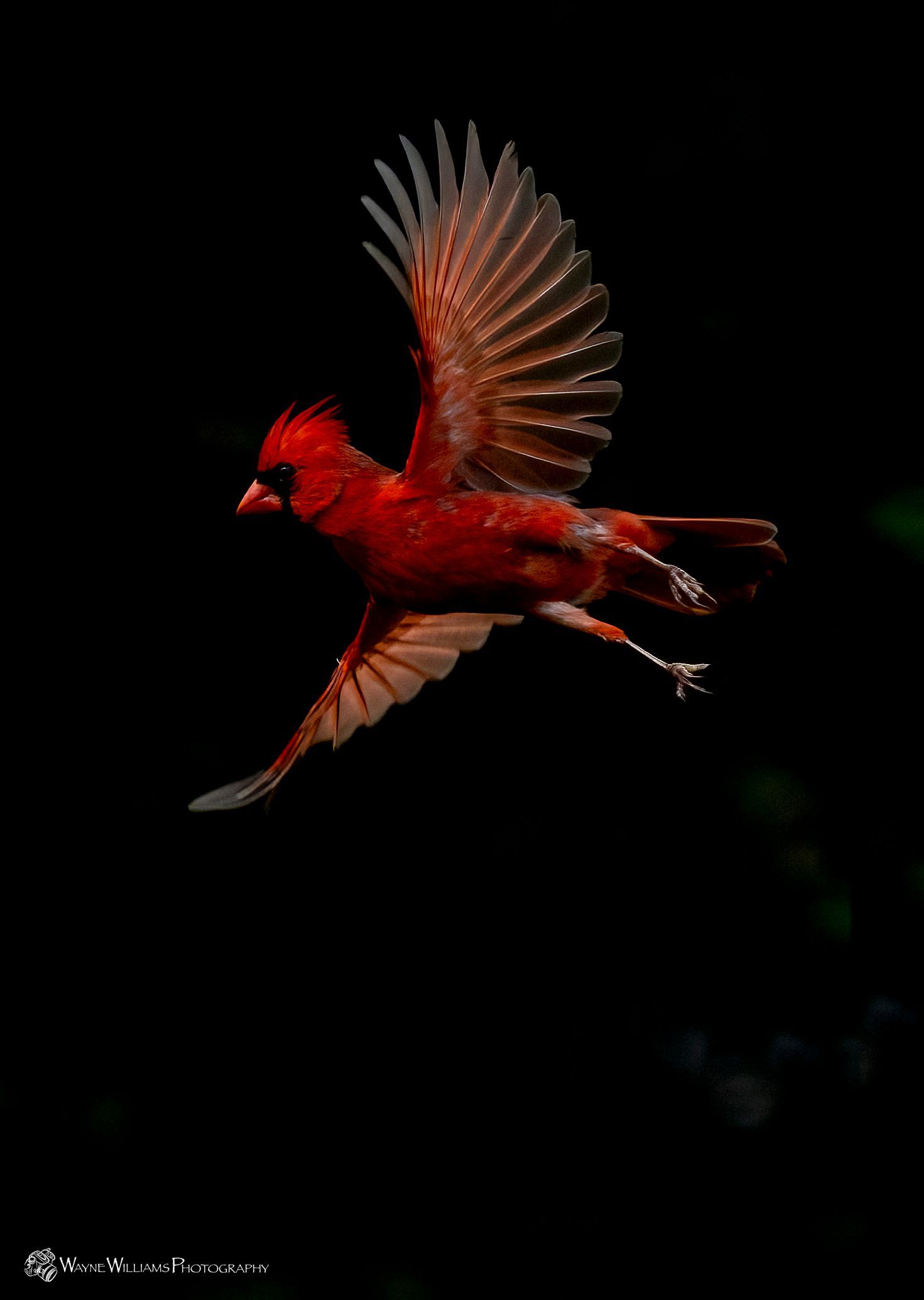 A red bird is flying in the dark with its wings spread.