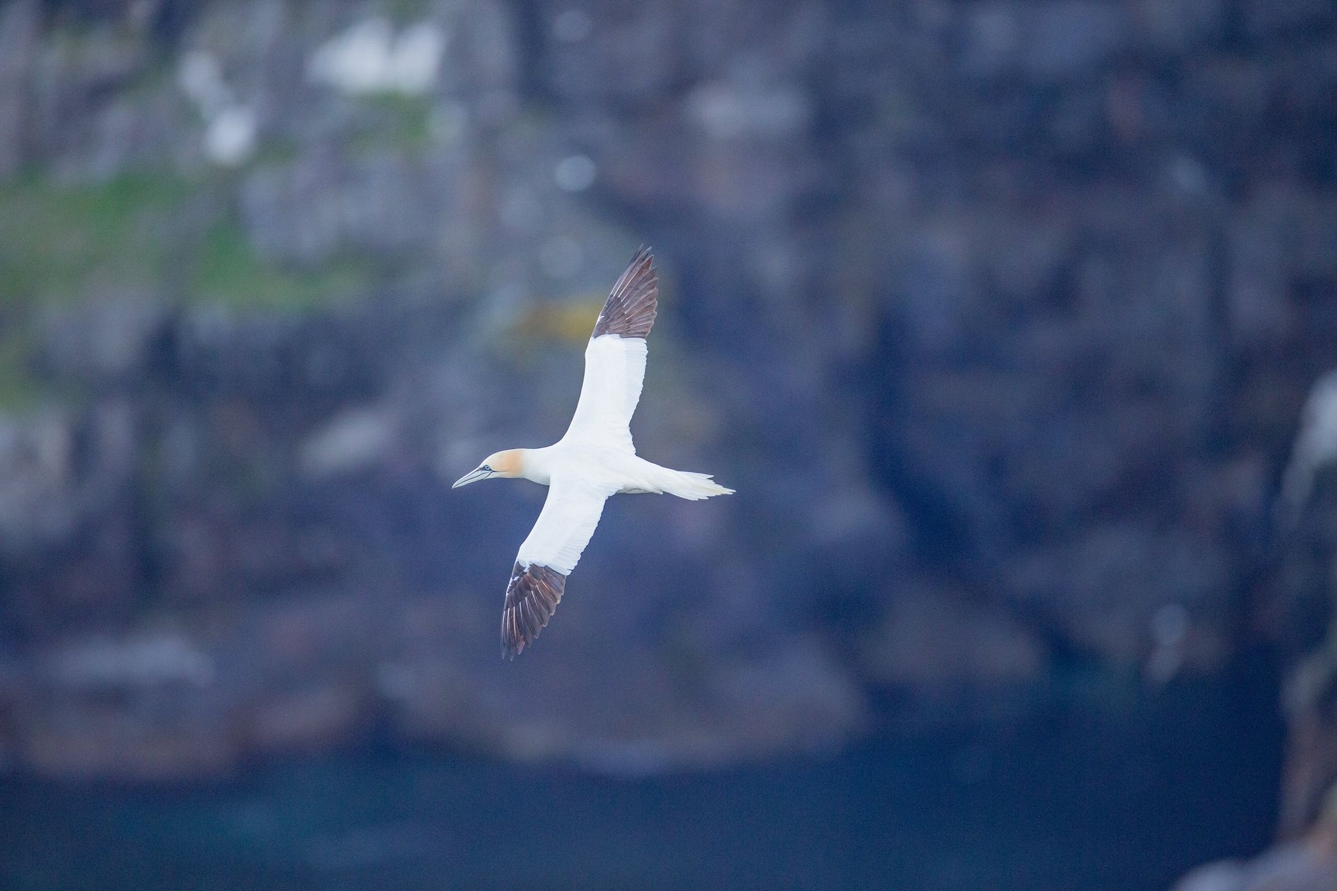 A white and brown bird is flying over a body of water.