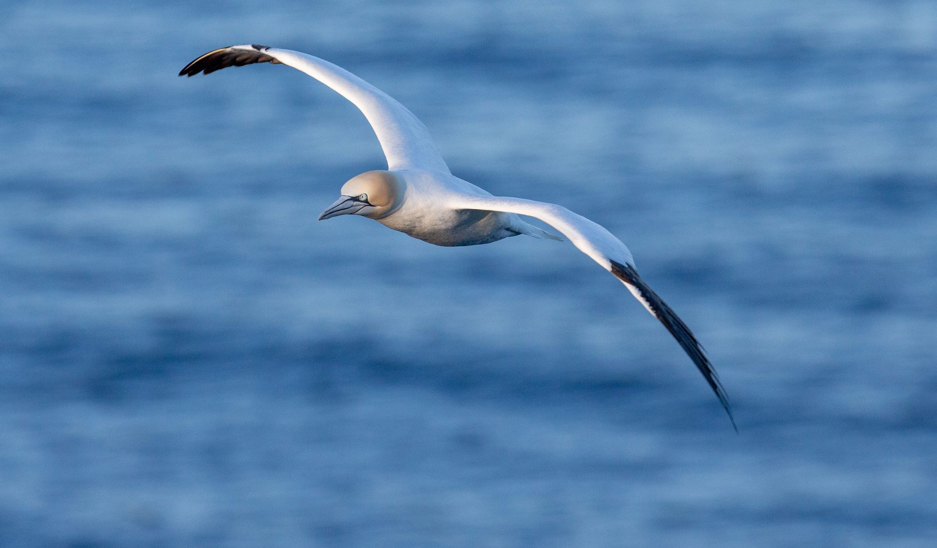 A seagull is flying over a body of water.