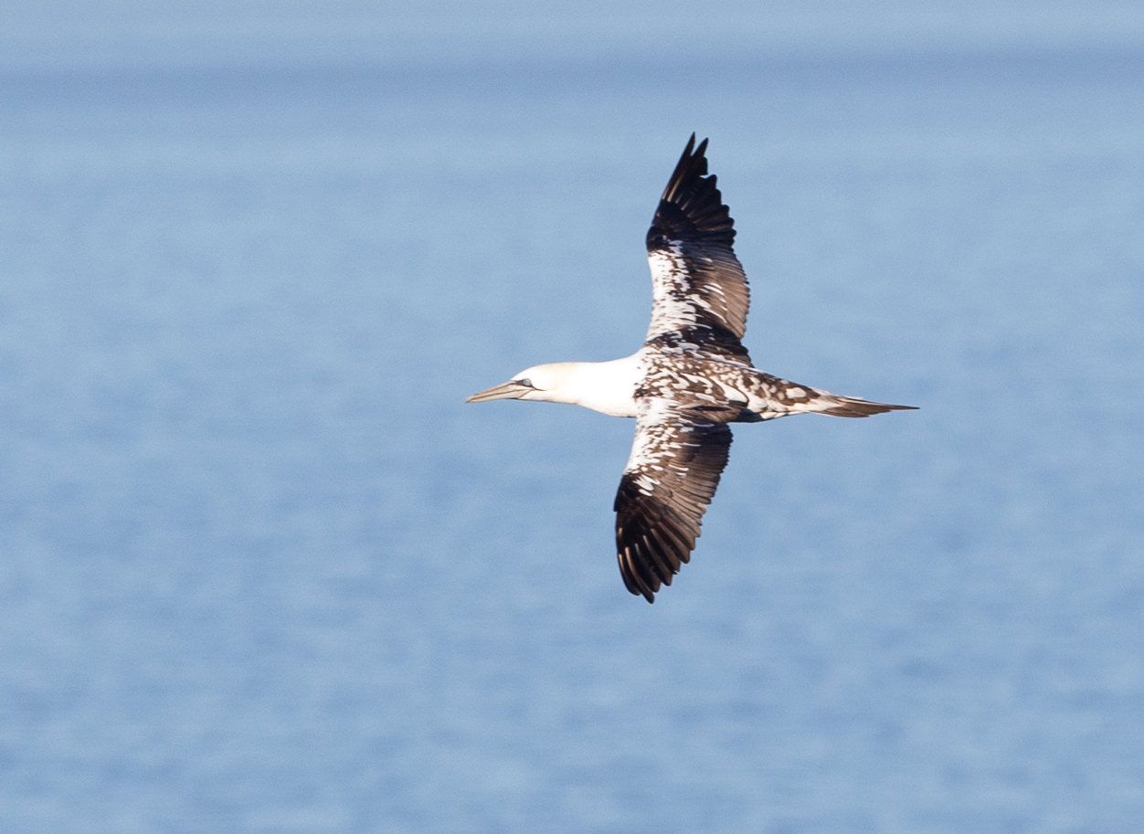 A bird is flying over a body of water