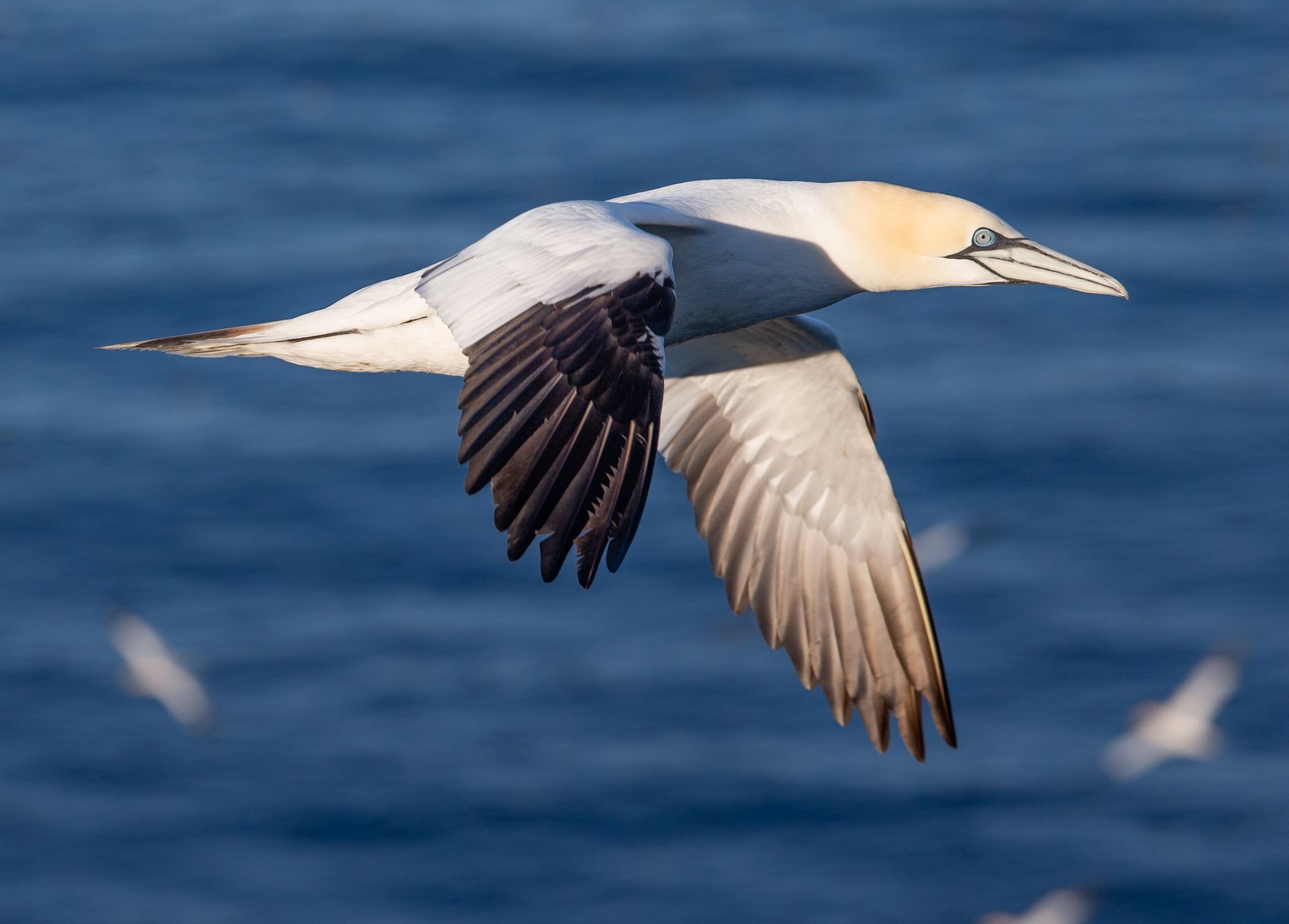 A white and brown bird is flying over the ocean