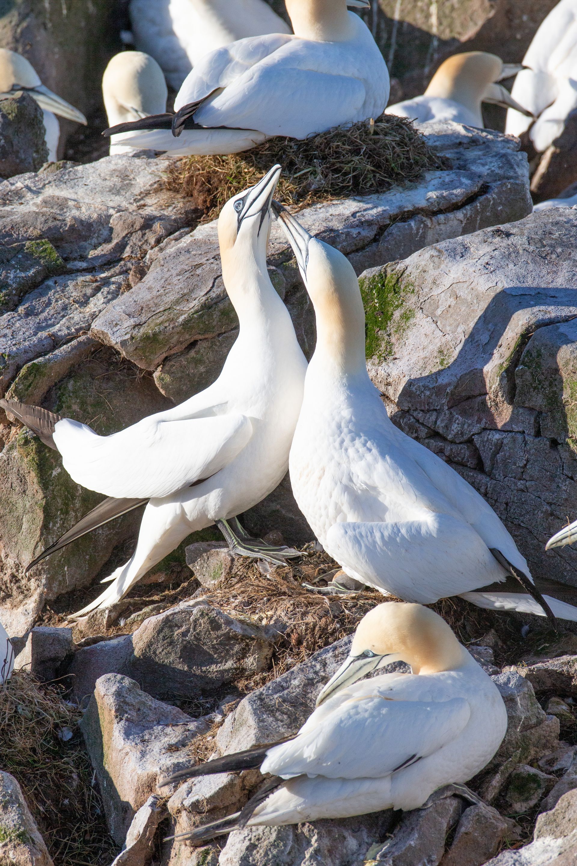 A group of white birds are sitting on rocks.