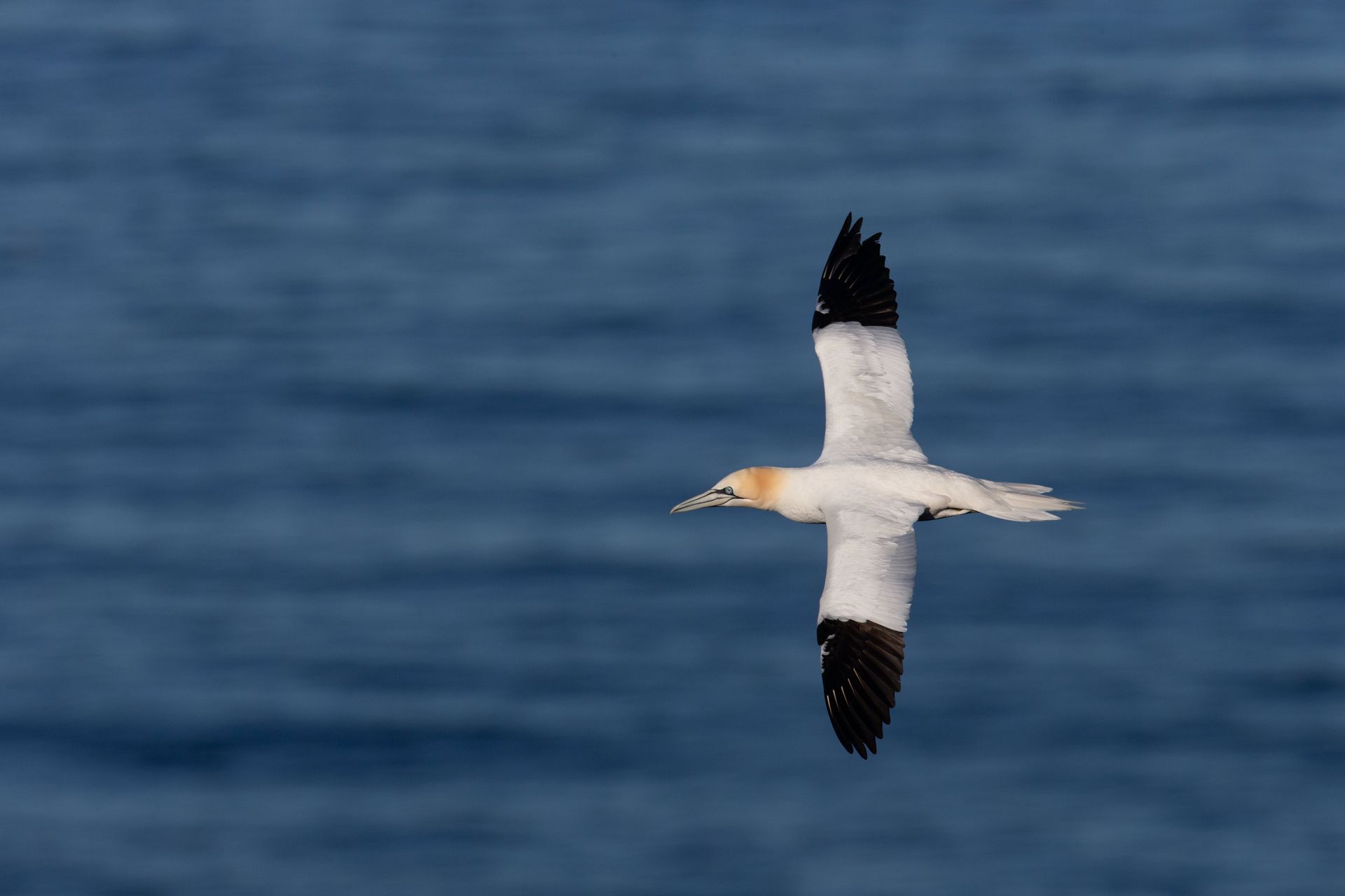 A white and black bird is flying over the ocean.