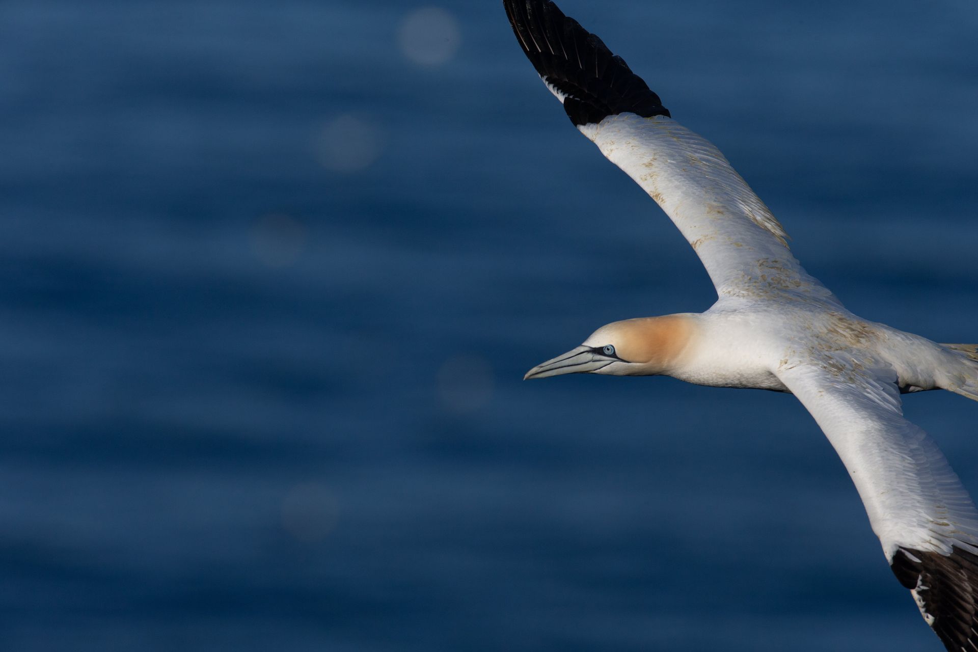 A white and brown bird is flying over the ocean