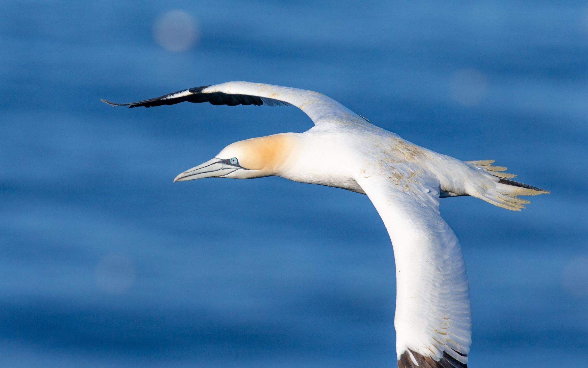 A white and brown bird is flying over the ocean
