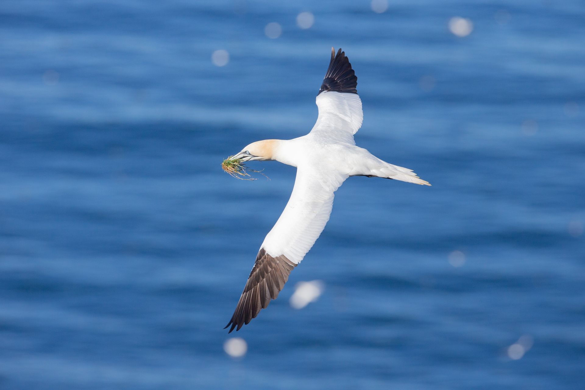 A bird is flying over the ocean with a fish in its beak