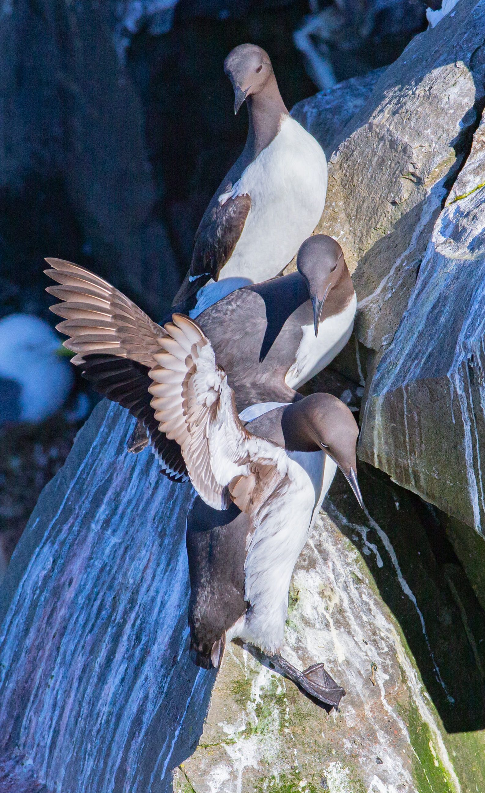 A group of birds are sitting on top of a rock.